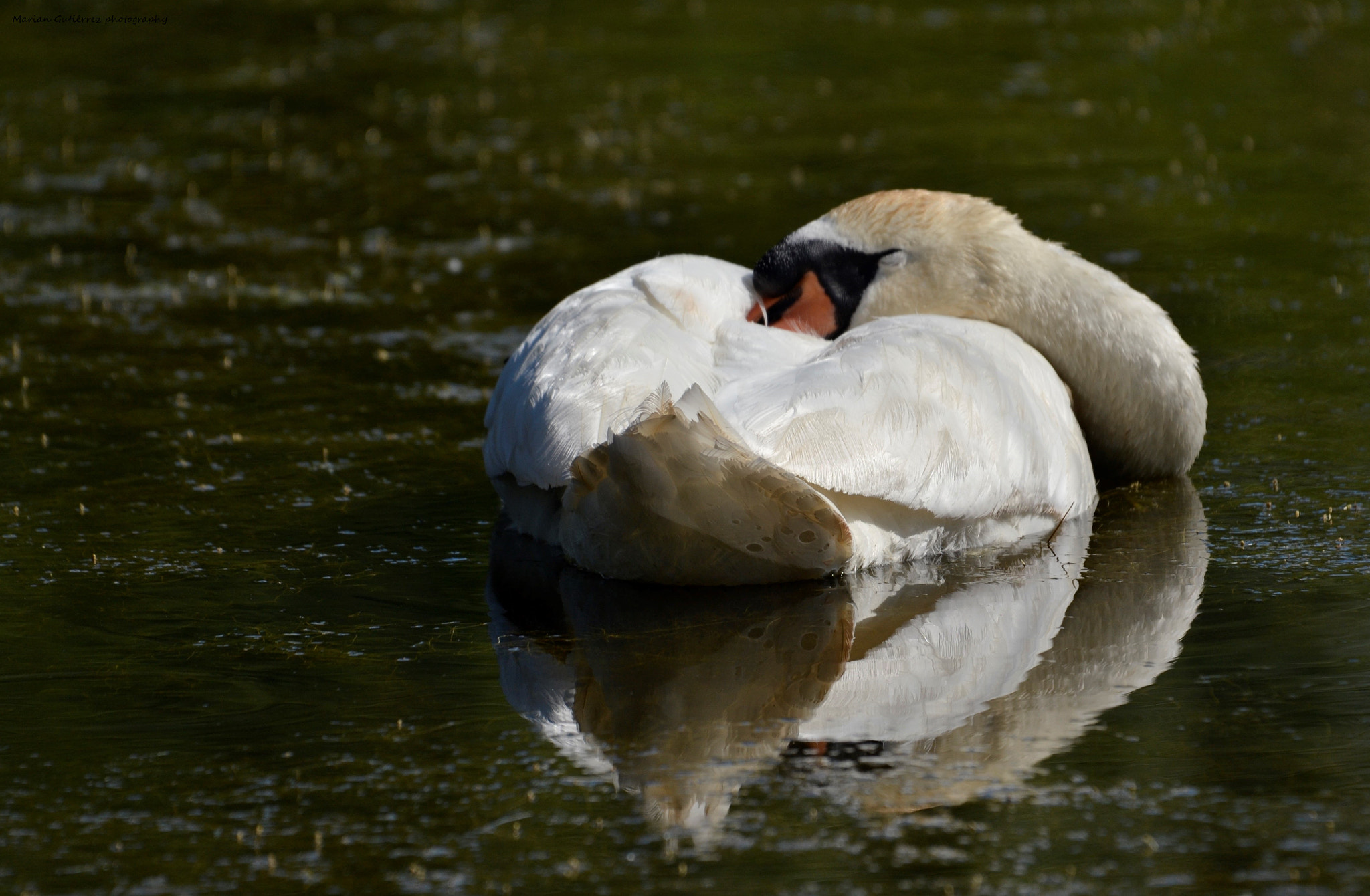 Sigma 120-400mm F4.5-5.6 DG OS HSM sample photo. () photography