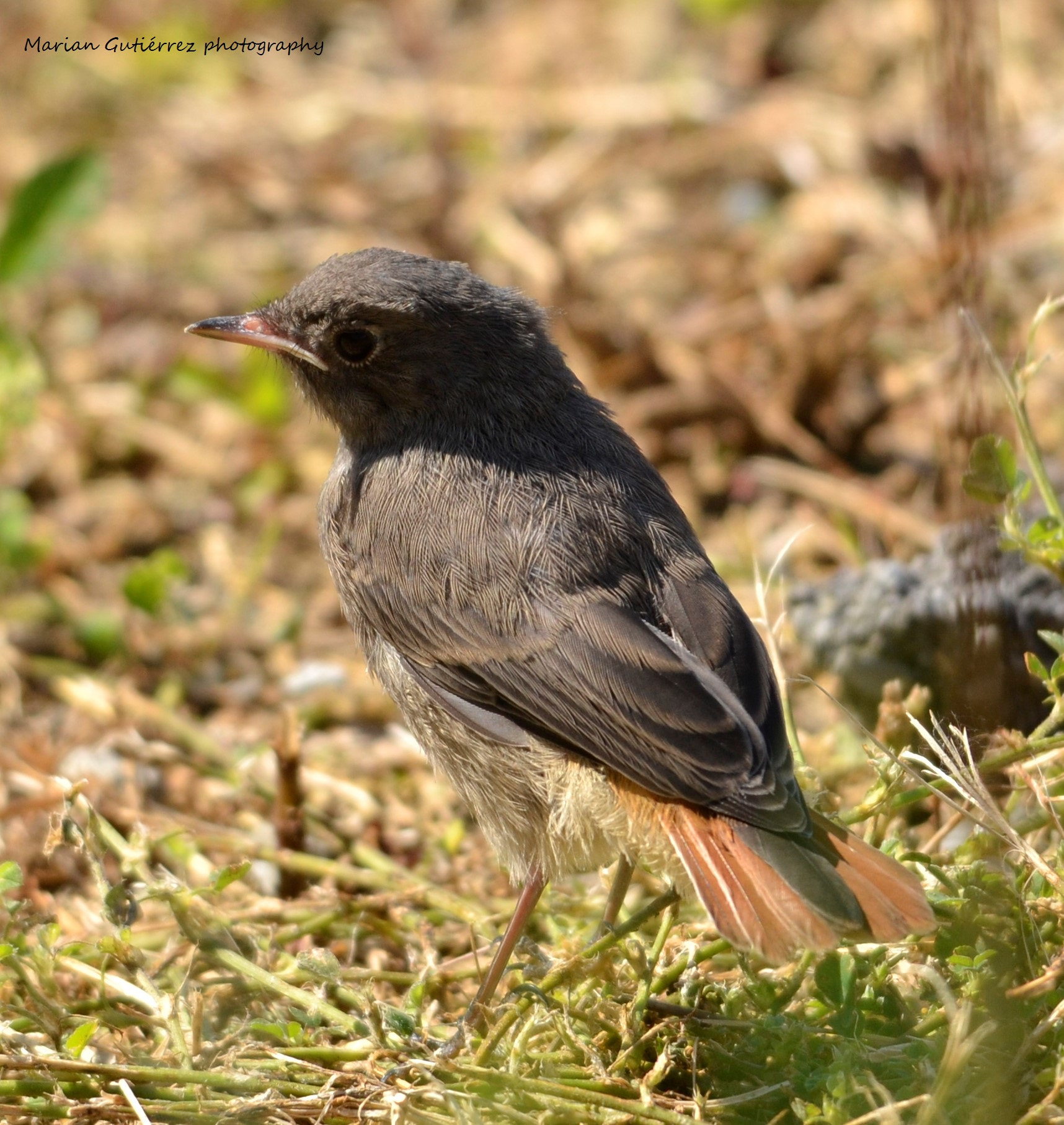 Sigma 120-400mm F4.5-5.6 DG OS HSM sample photo. () photography