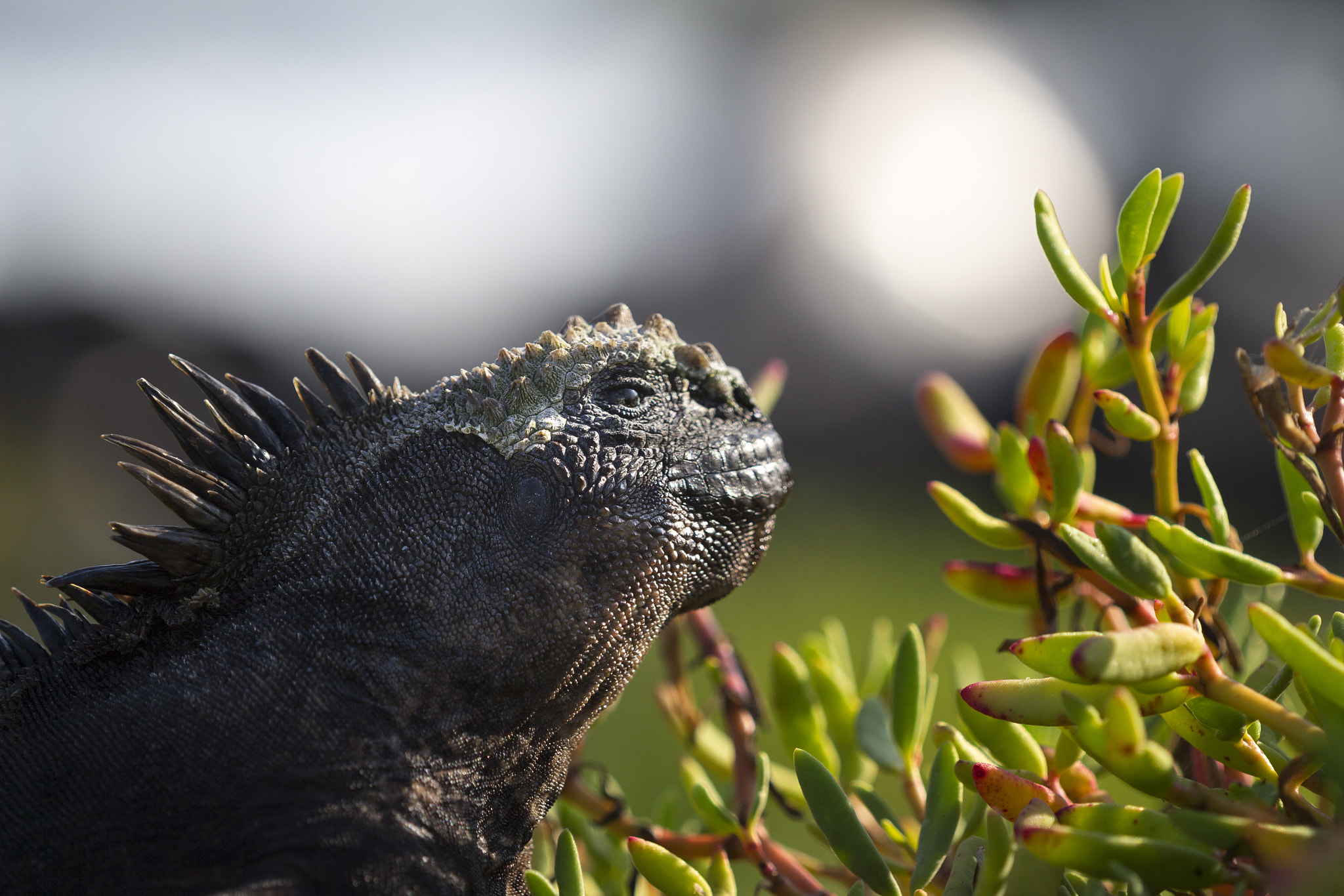 Canon EF 180mm F3.5L Macro USM sample photo. Marine iguana photography