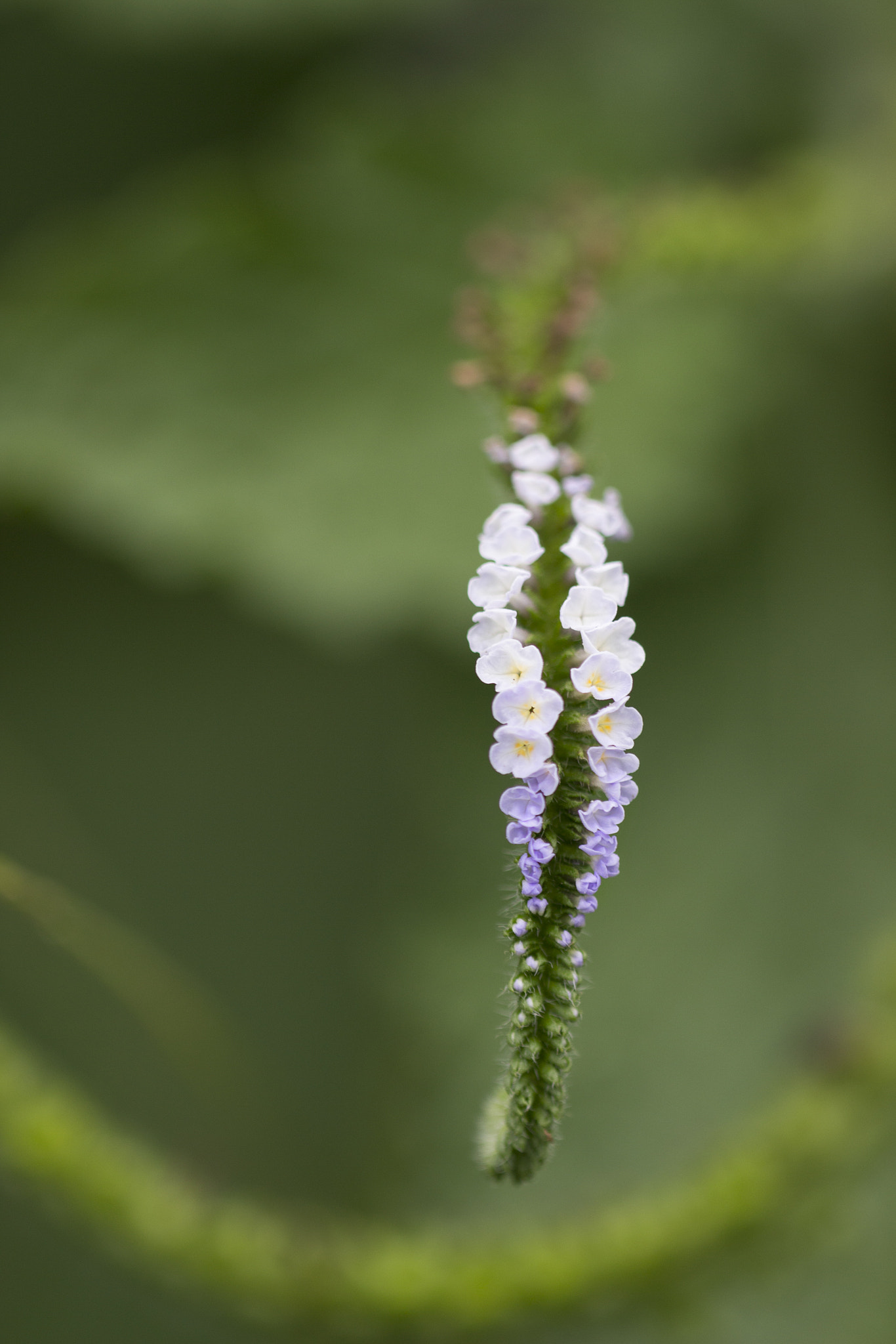Canon EF 180mm F3.5L Macro USM sample photo. White lilac. photography