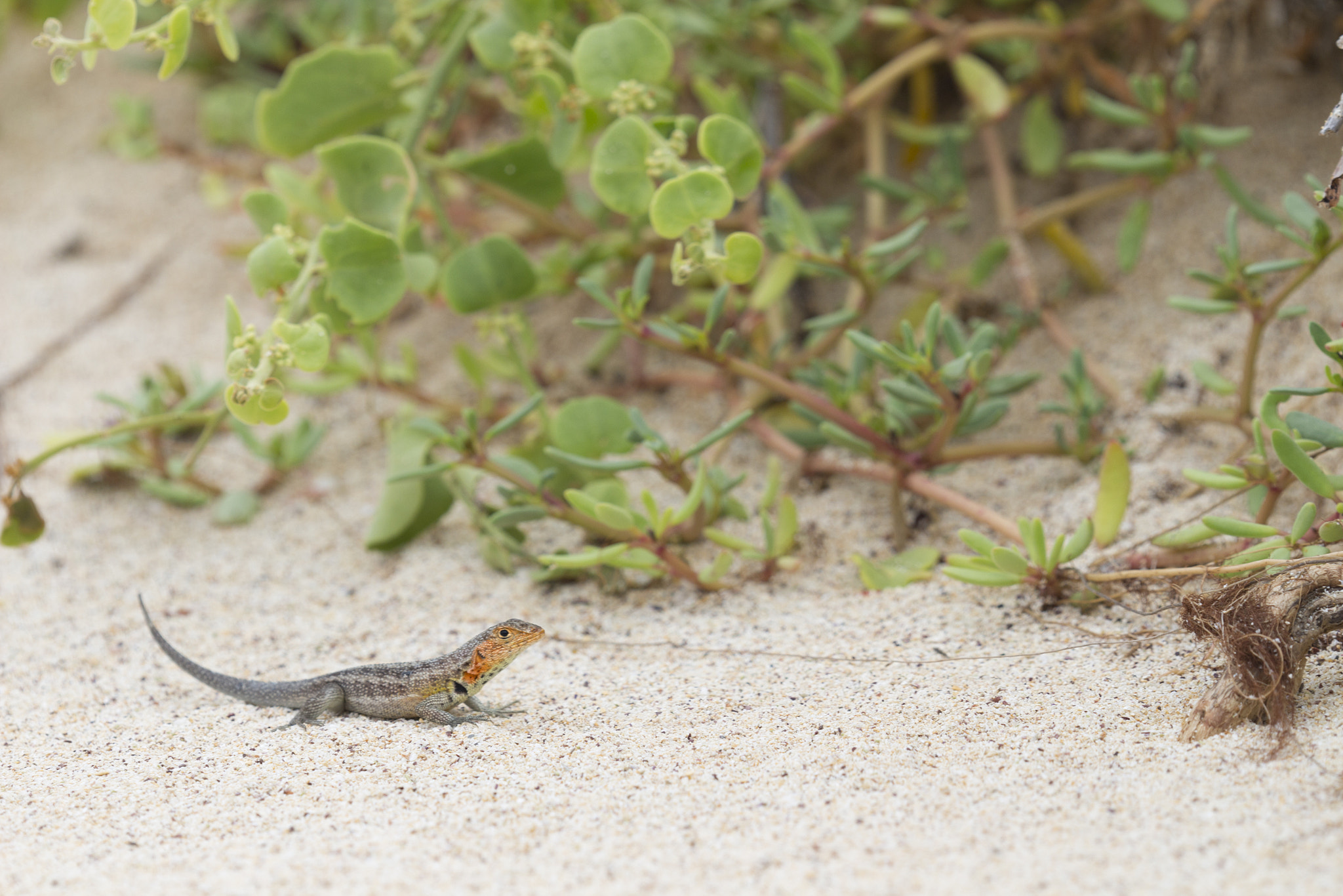 Canon EF 180mm F3.5L Macro USM sample photo. Lava lizard. photography