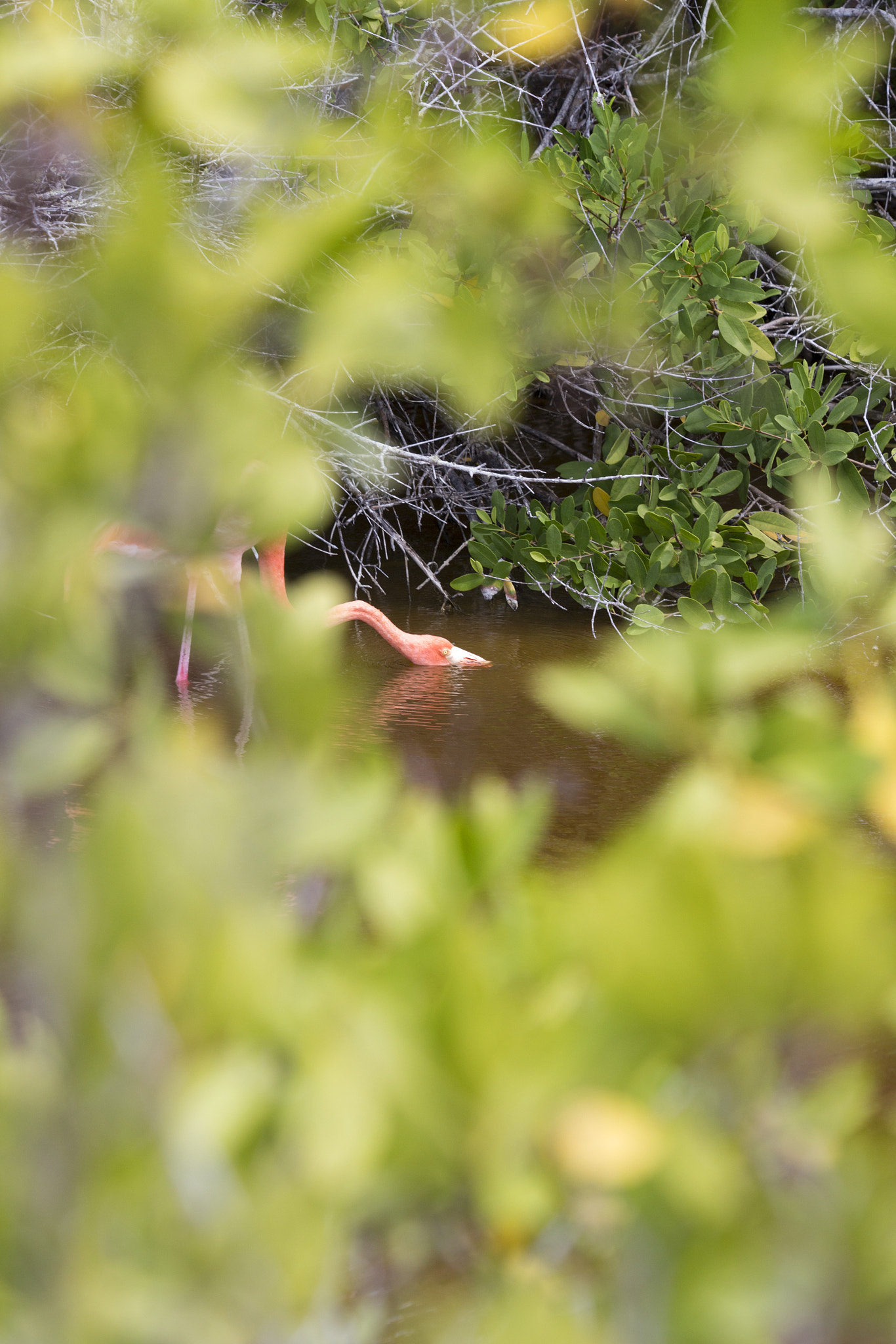 Canon EF 180mm F3.5L Macro USM sample photo. Flamingo. photography