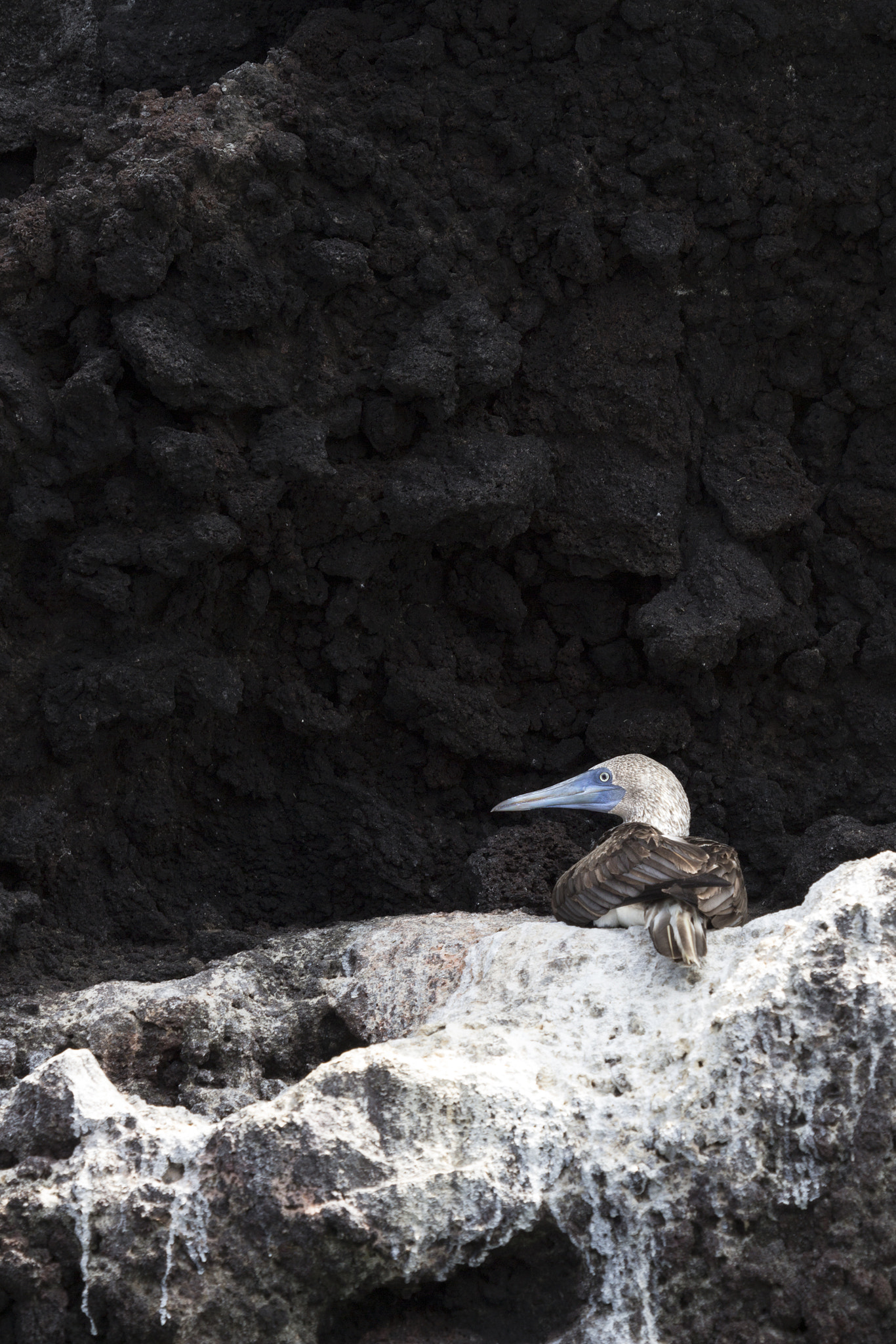 Canon EF 180mm F3.5L Macro USM sample photo. Blue-footed booby photography