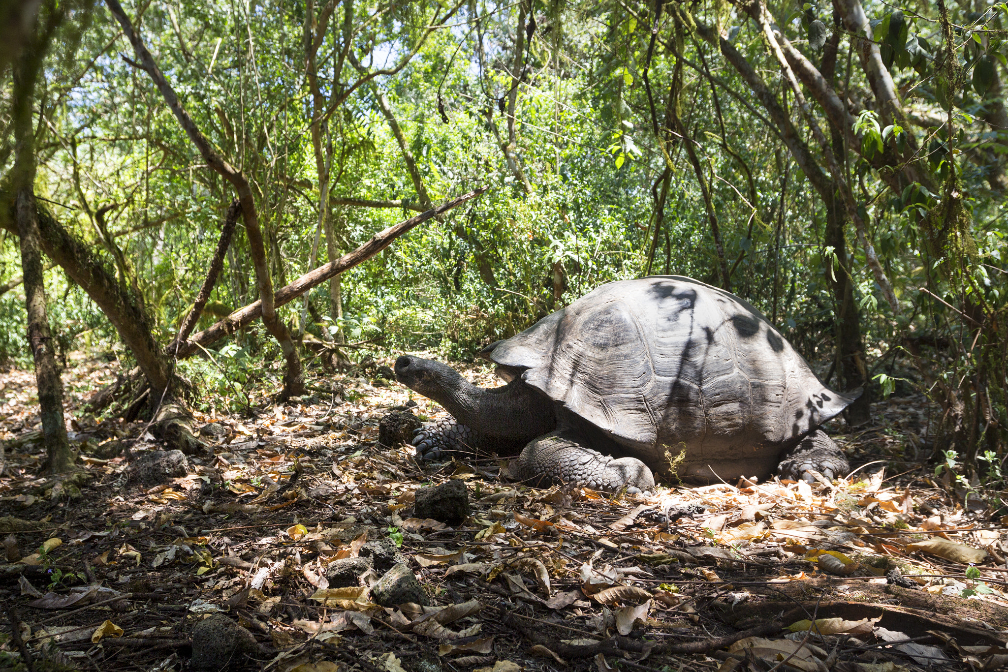 Canon EF 16-35mm F2.8L II USM sample photo. Giant tortoise. photography