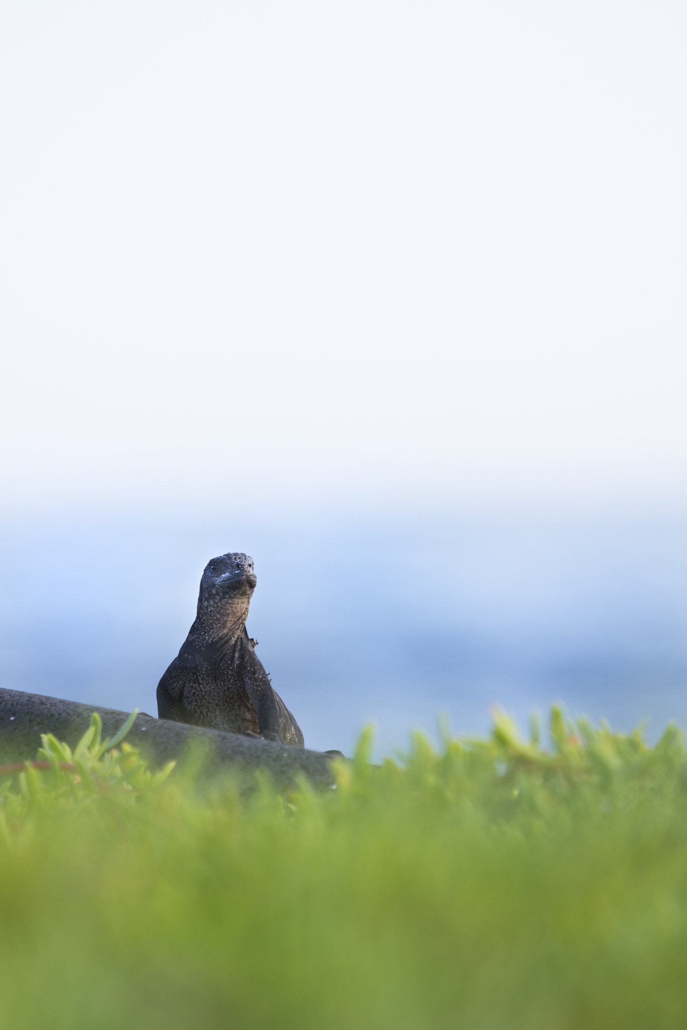 Canon EF 180mm F3.5L Macro USM sample photo. Blues, greens & iguanas photography