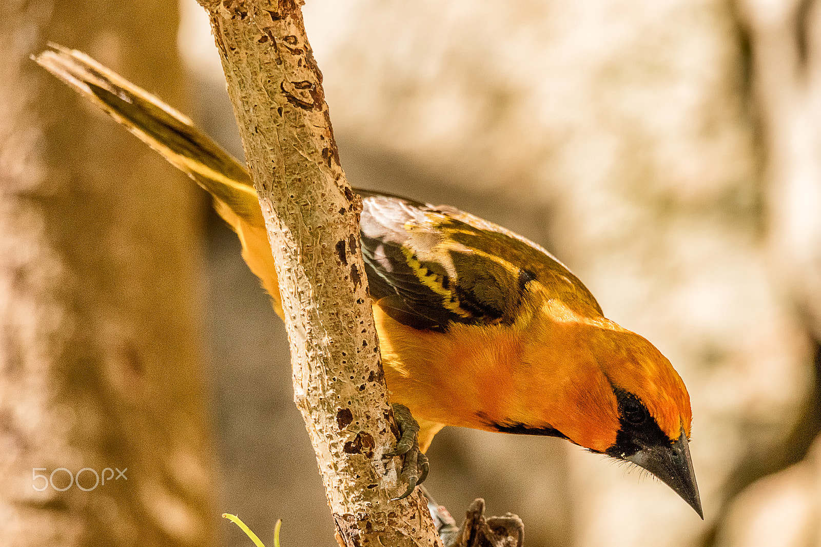 150-600mm F5-6.3 DG OS HSM | Sports 014 sample photo. Bullock's oriole photography