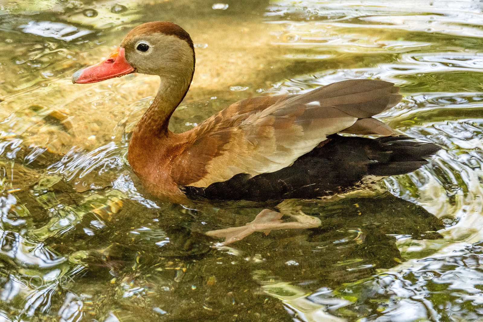 150-600mm F5-6.3 DG OS HSM | Sports 014 sample photo. Black-bellied whistling duck photography