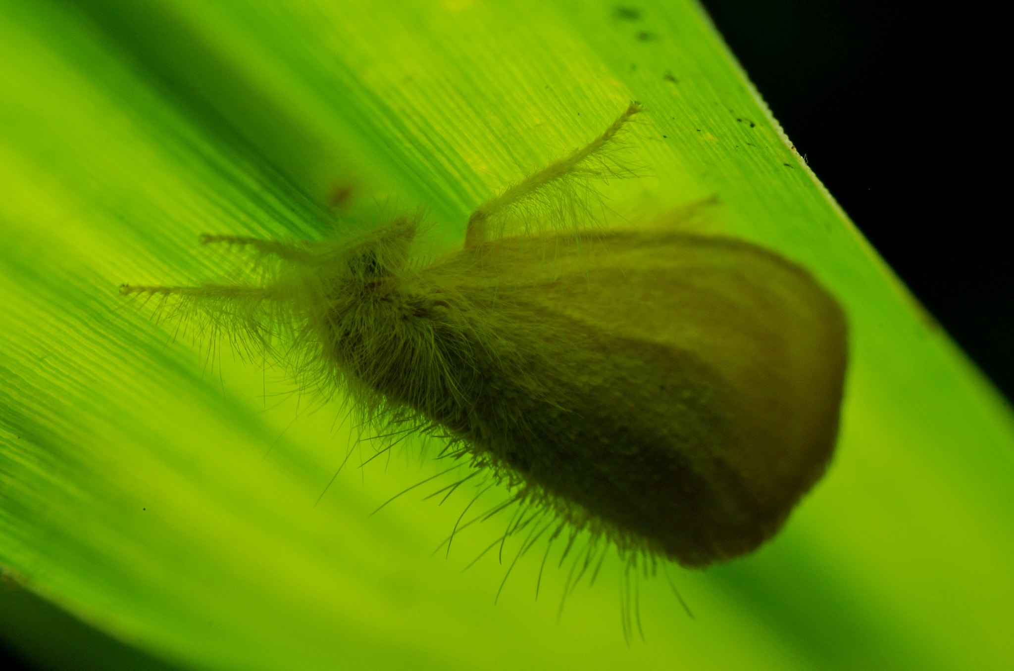 Tamron SP AF 90mm F2.8 Di Macro sample photo