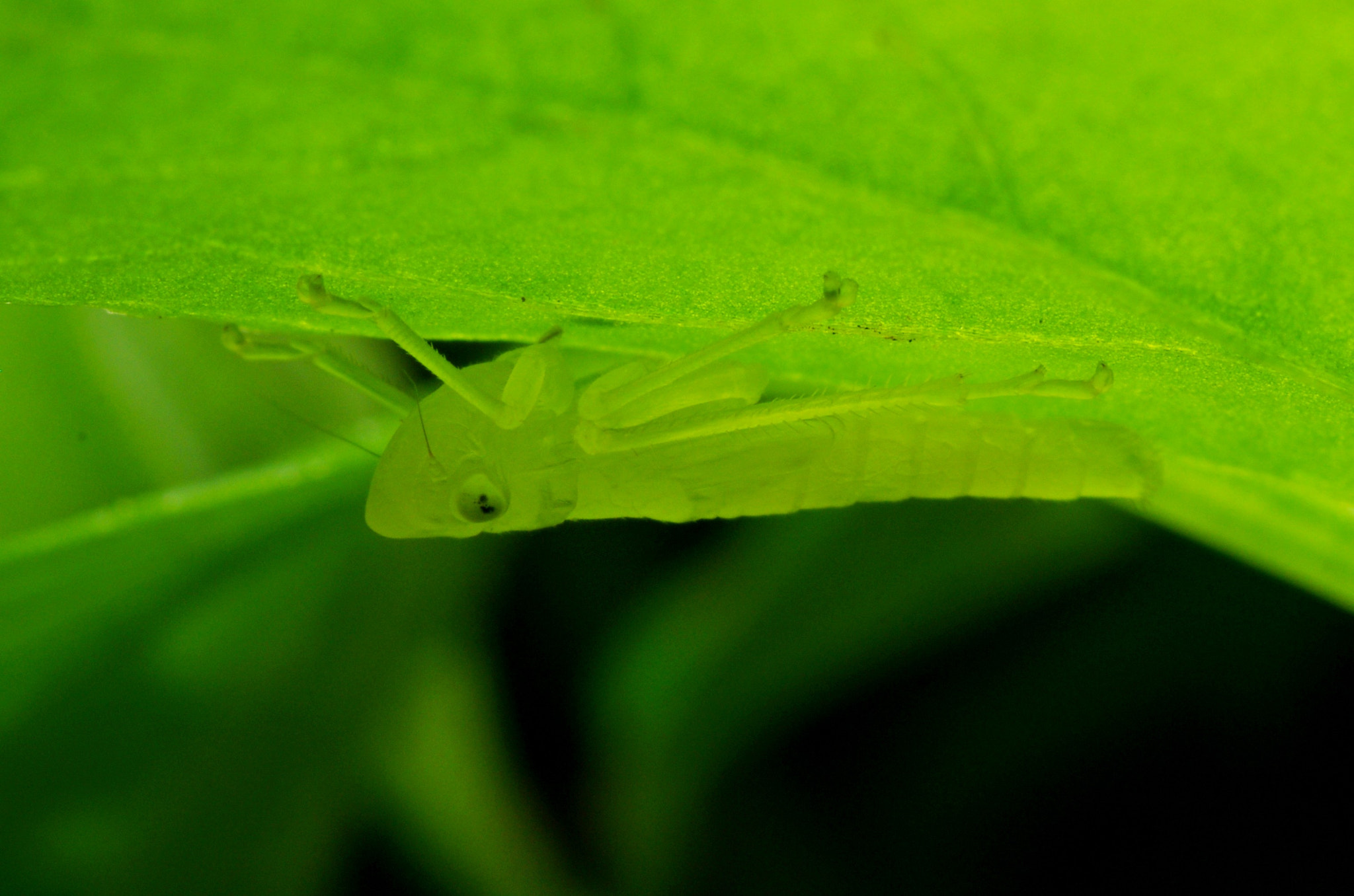 Tamron SP AF 90mm F2.8 Di Macro sample photo
