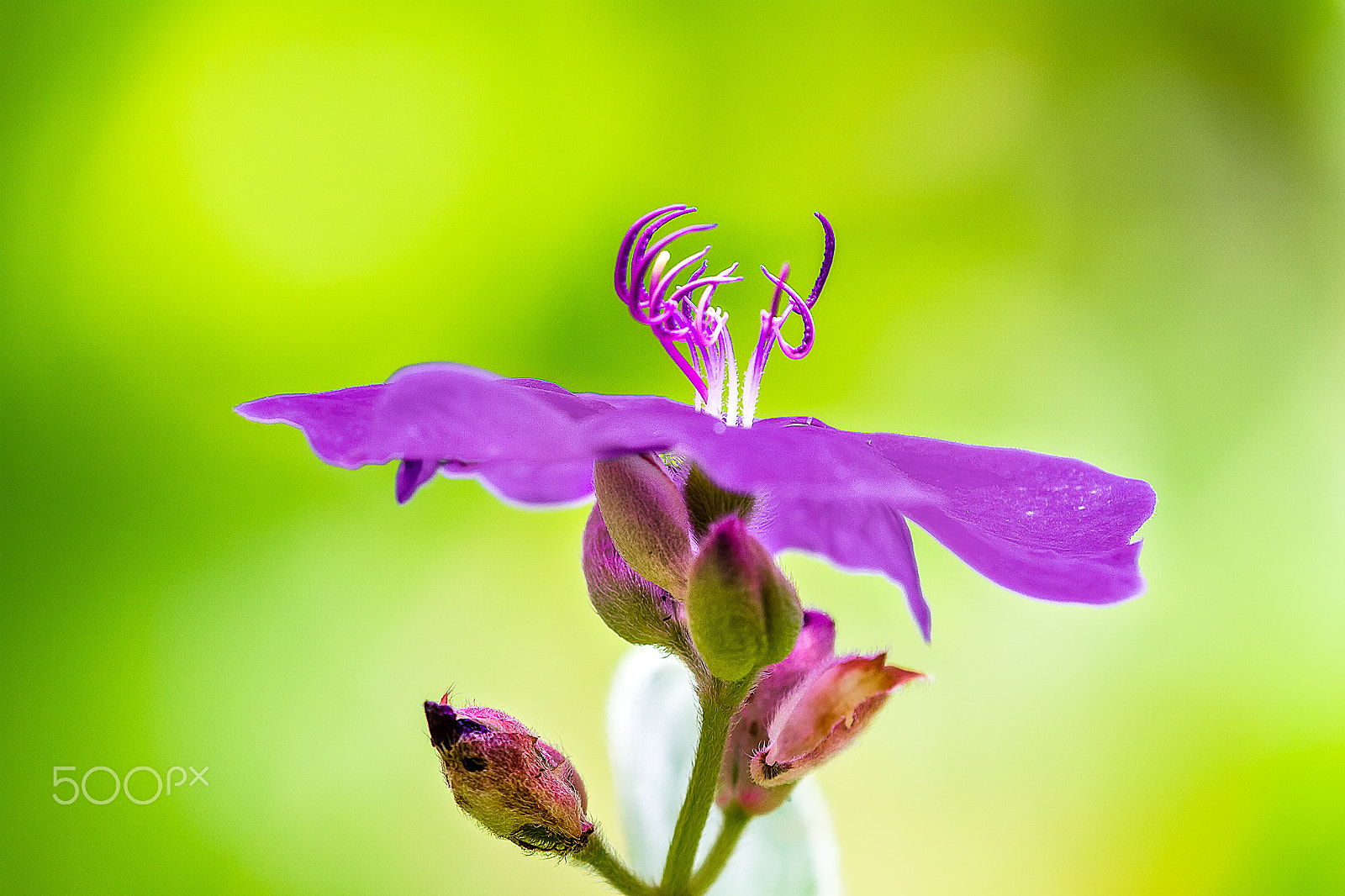 Tamron SP AF 180mm F3.5 Di LD (IF) Macro sample photo. Flor silvestre photography
