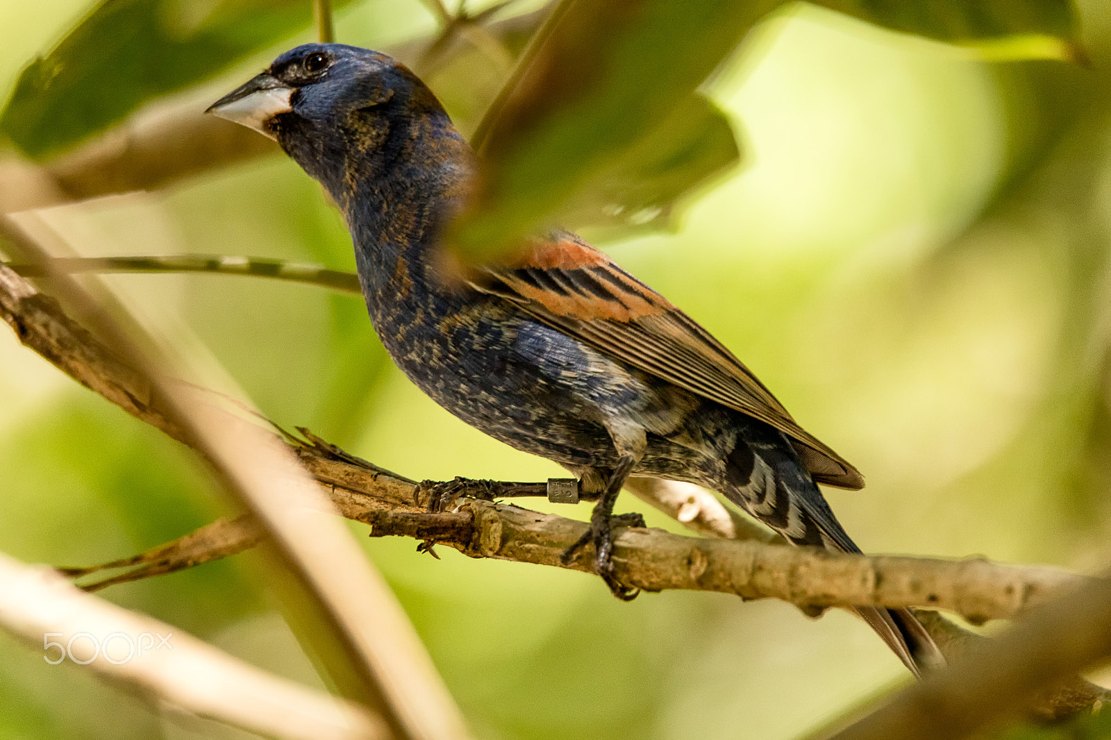 150-600mm F5-6.3 DG OS HSM | Sports 014 sample photo. Multicolor bird breed unknown photography