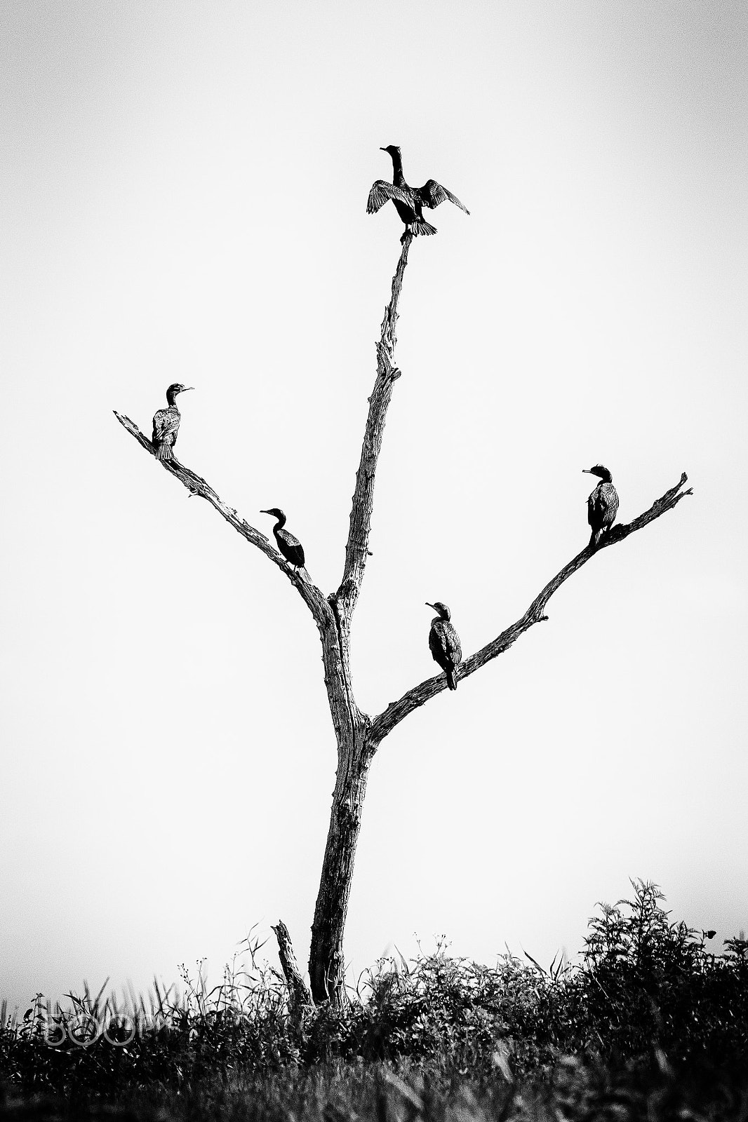 Canon EF 100-400mm F4.5-5.6L IS II USM sample photo. Birds on a fork photography