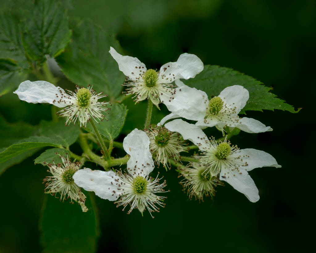 XF100-400mmF4.5-5.6 R LM OIS WR + 1.4x sample photo. Blackberry 1 photography