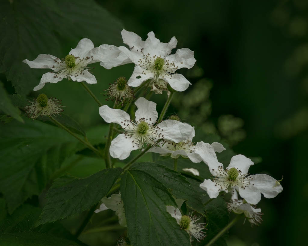 Fujifilm X-T1 + XF100-400mmF4.5-5.6 R LM OIS WR + 1.4x sample photo. Blackberry 2 photography