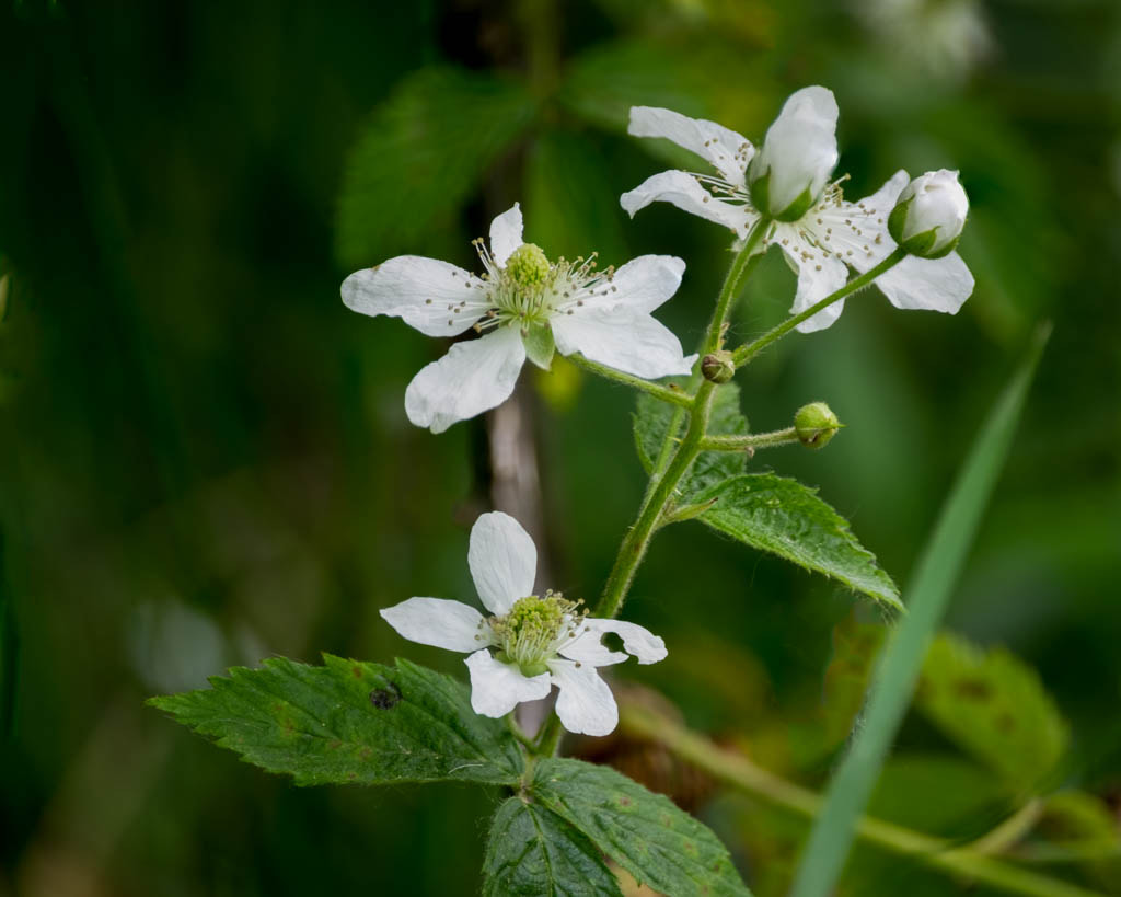 XF100-400mmF4.5-5.6 R LM OIS WR + 1.4x sample photo. Blackberry 3 photography