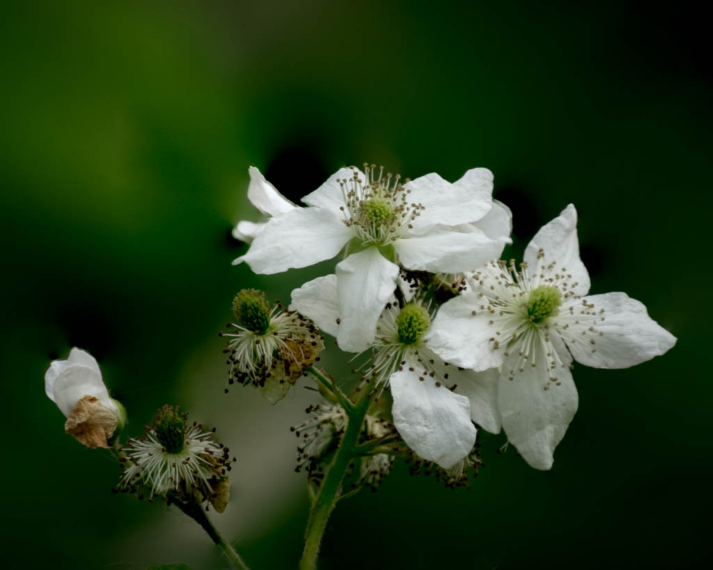 Fujifilm X-T1 + XF100-400mmF4.5-5.6 R LM OIS WR + 1.4x sample photo. Blackberry 4 photography