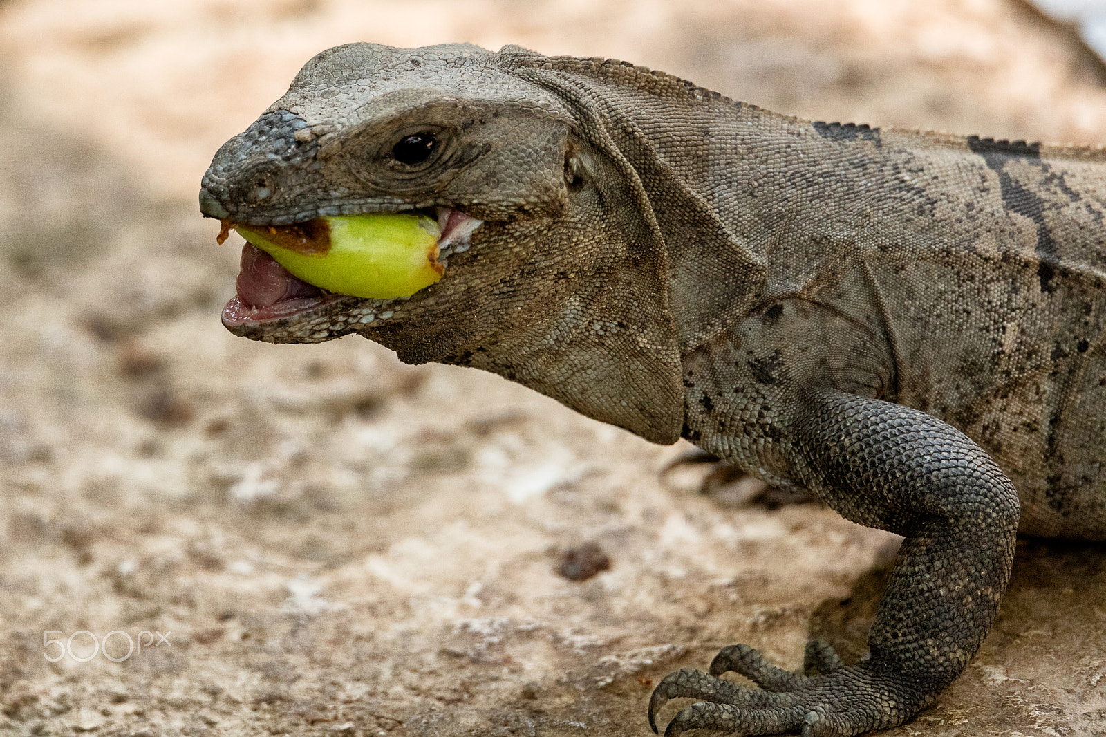 Canon EOS 5DS + 150-600mm F5-6.3 DG OS HSM | Sports 014 sample photo. Iguana eating photography