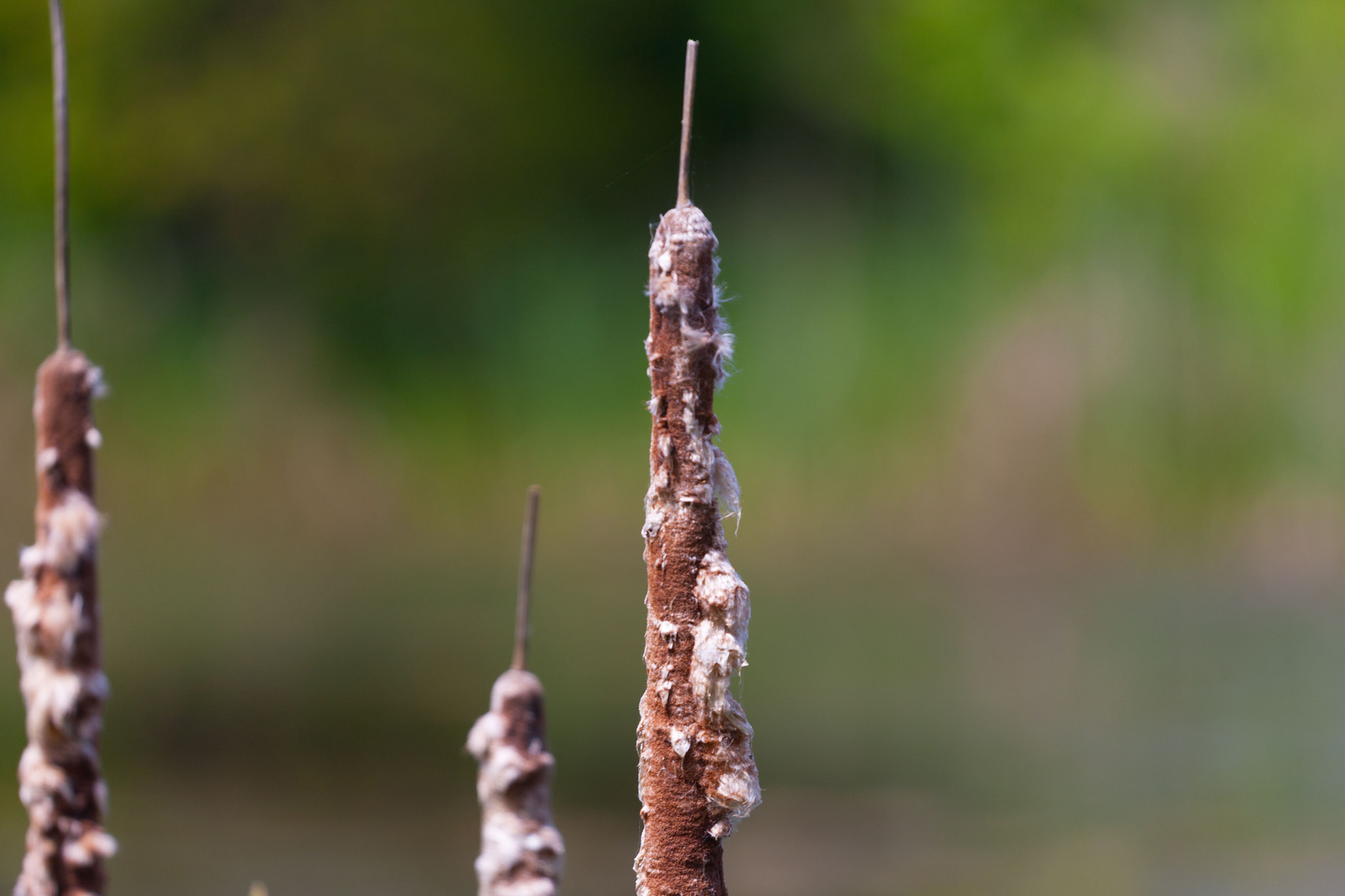 Canon EOS-1D Mark III sample photo. Bulrushes photography
