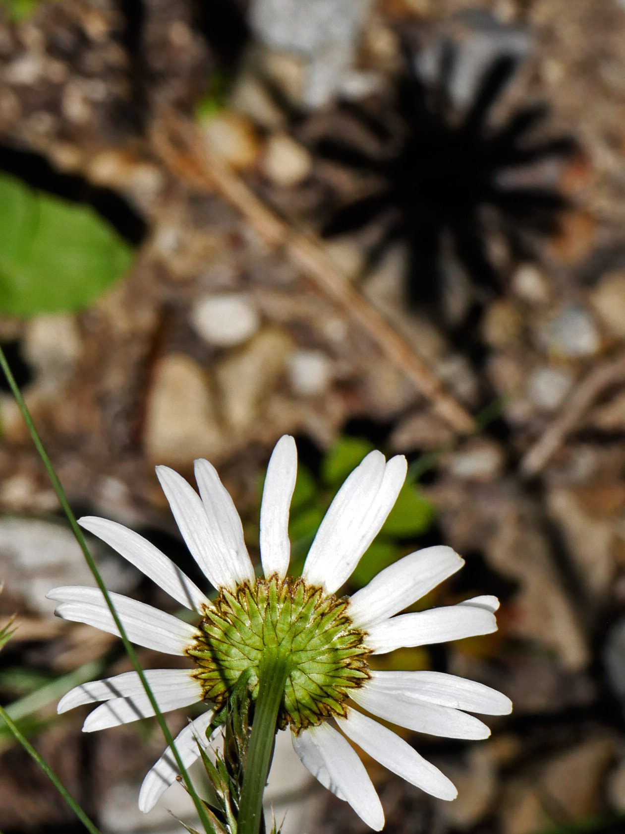 Panasonic Leica DG Macro-Elmarit 45mm F2.8 ASPH OIS sample photo. Daisy shadow photography