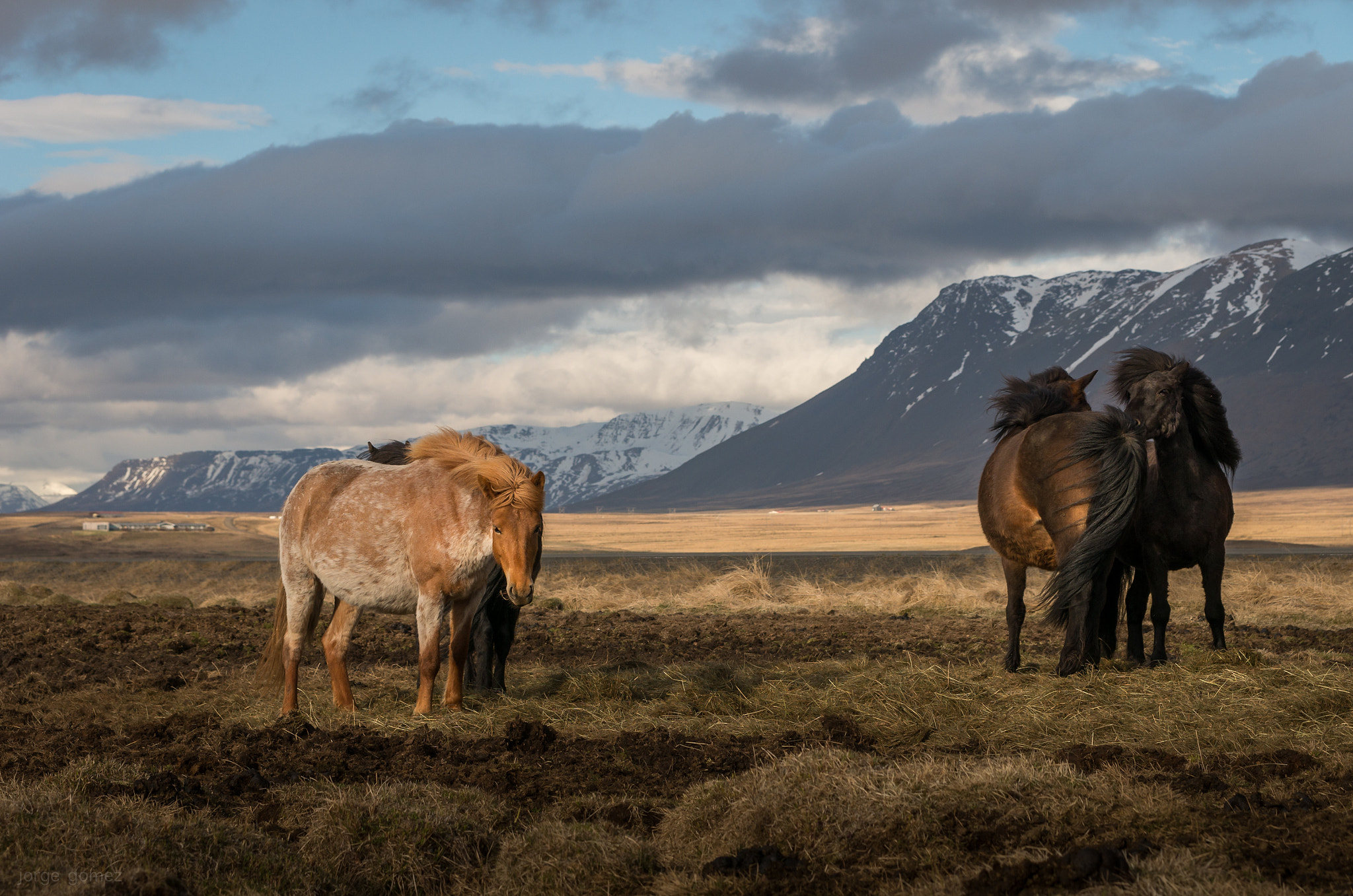 Pentax K-5 IIs sample photo. Icelandic horses photography