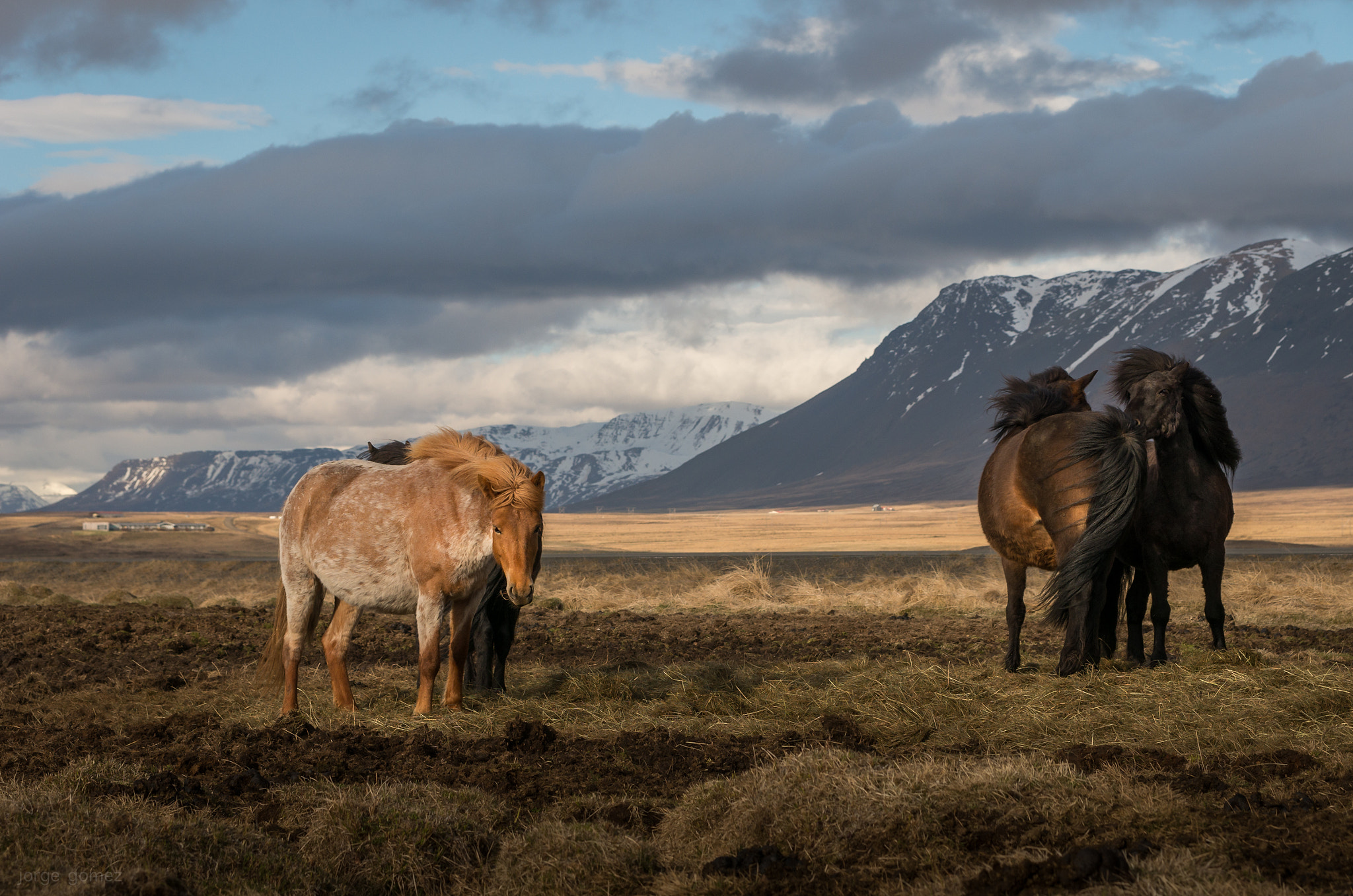 Pentax K-5 IIs + Pentax smc DA* 50-135mm F2.8 ED (IF) SDM sample photo. Icelandic horses photography