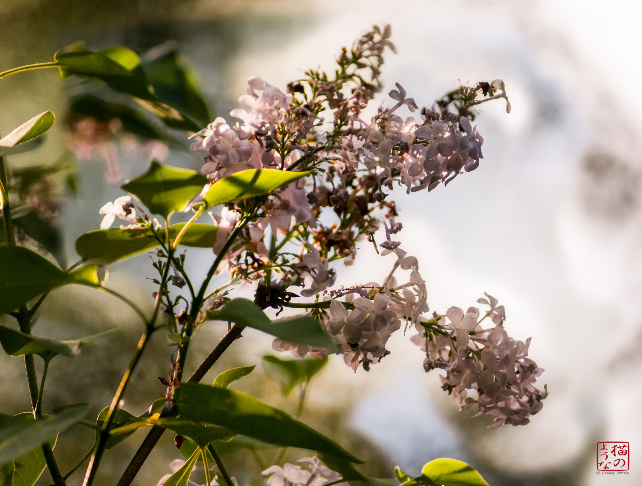 Nikon D300 + Nikkor 500mm f/4 P ED IF sample photo. Lingering lilacs photography