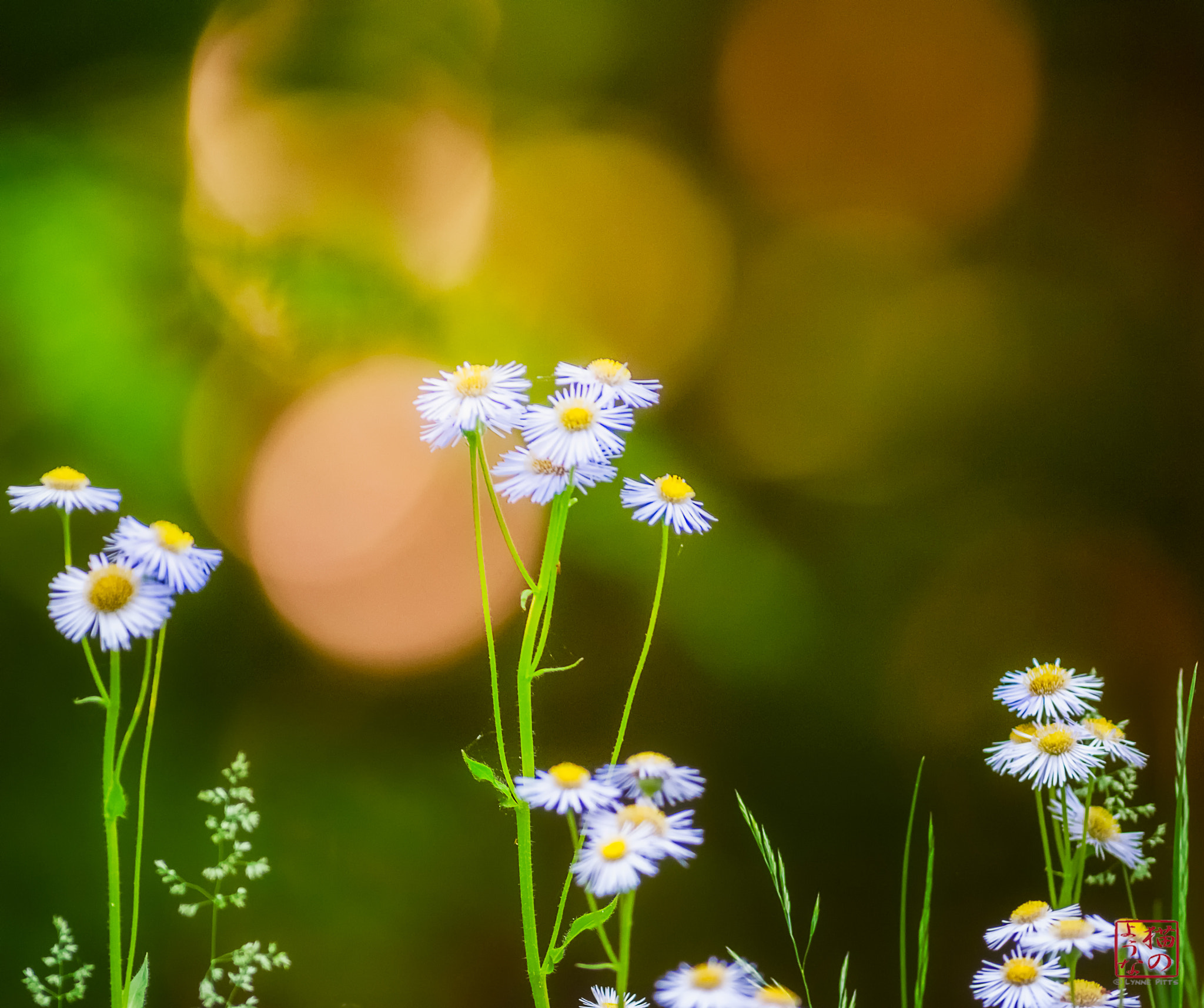 Nikon D300 + Nikkor 500mm f/4 P ED IF sample photo. Asters in the sun photography