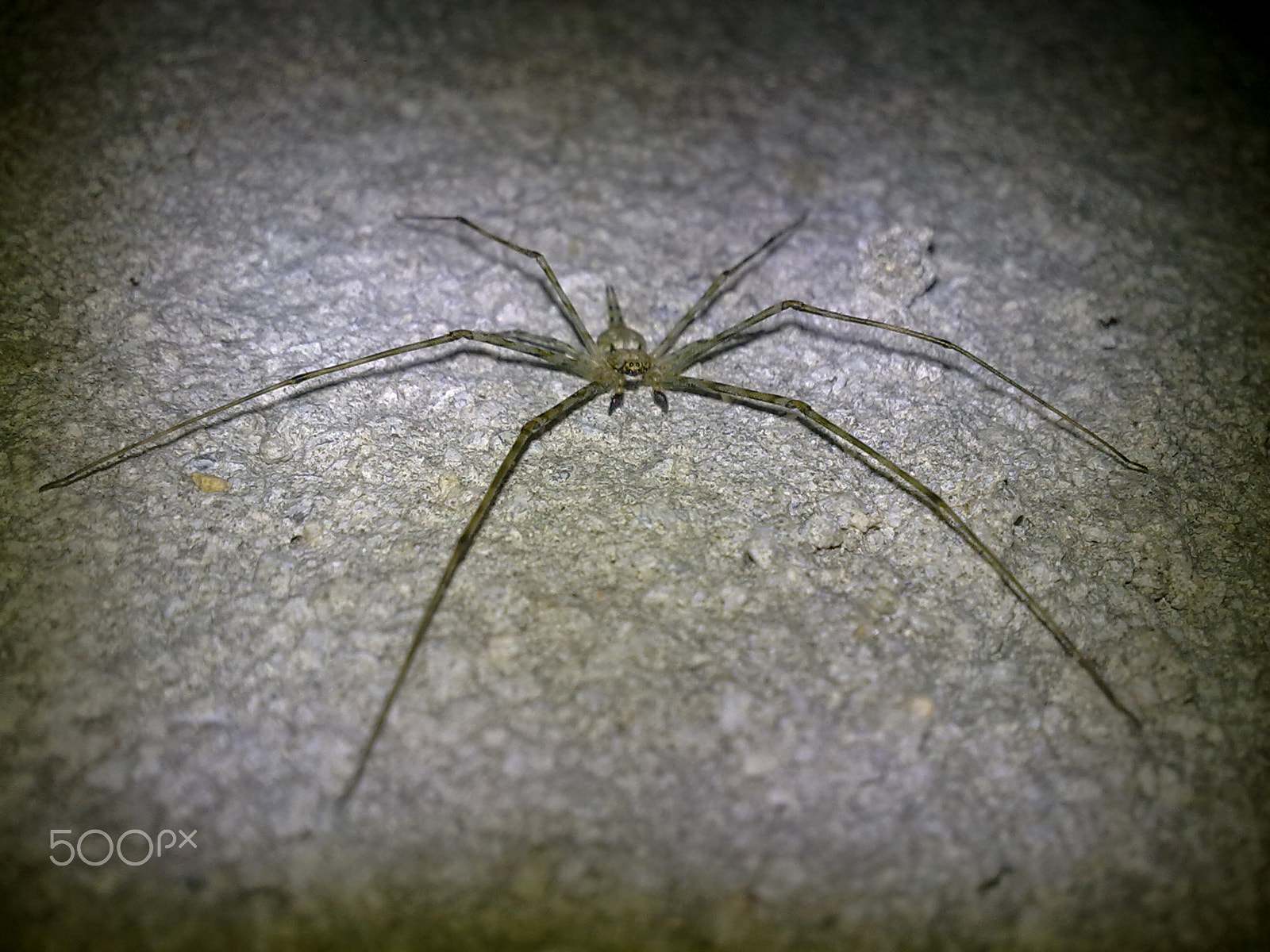 Nokia 5530 sample photo. Spider photography