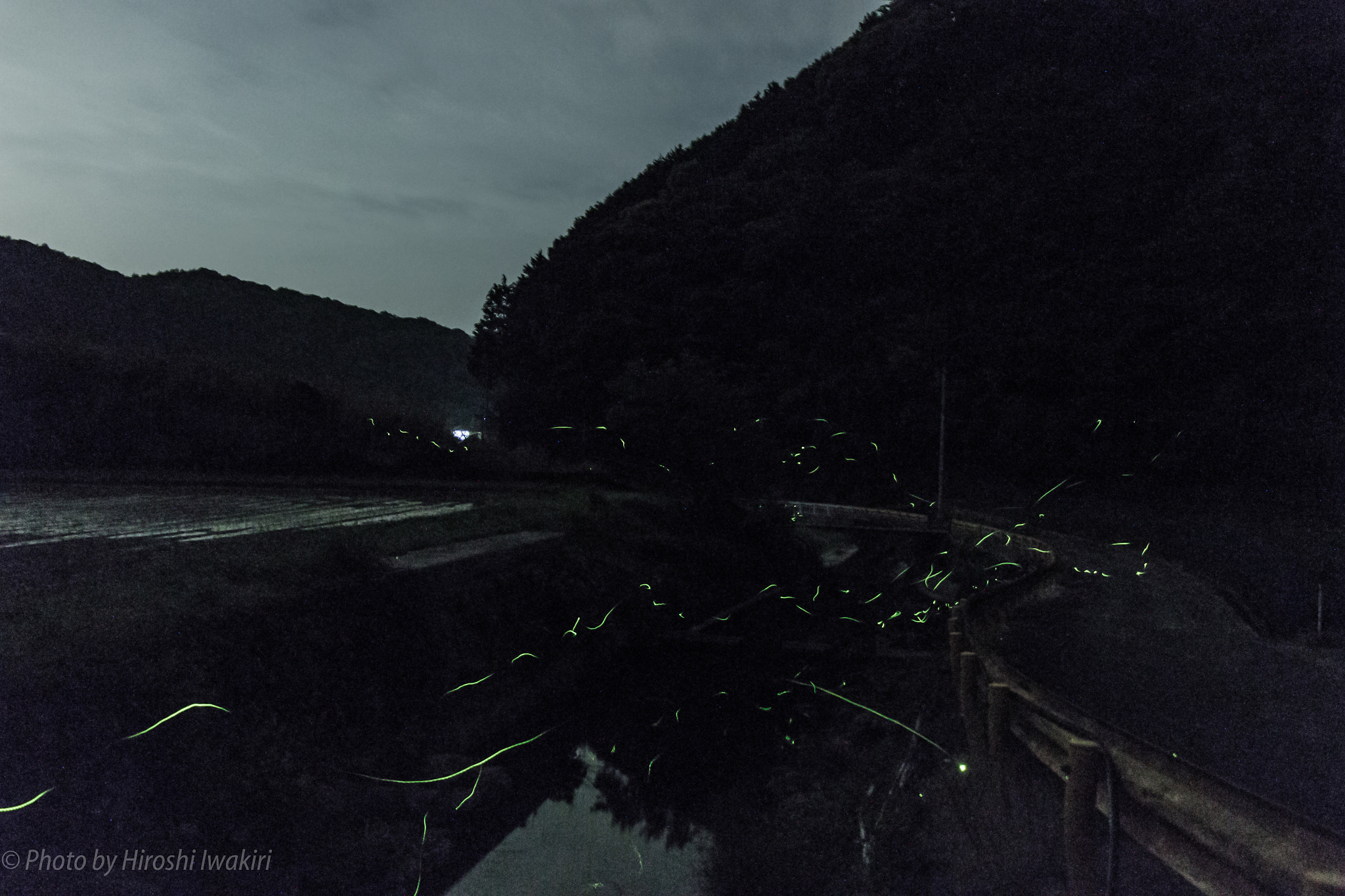 Canon EOS 650D (EOS Rebel T4i / EOS Kiss X6i) sample photo. Firefly nature photography