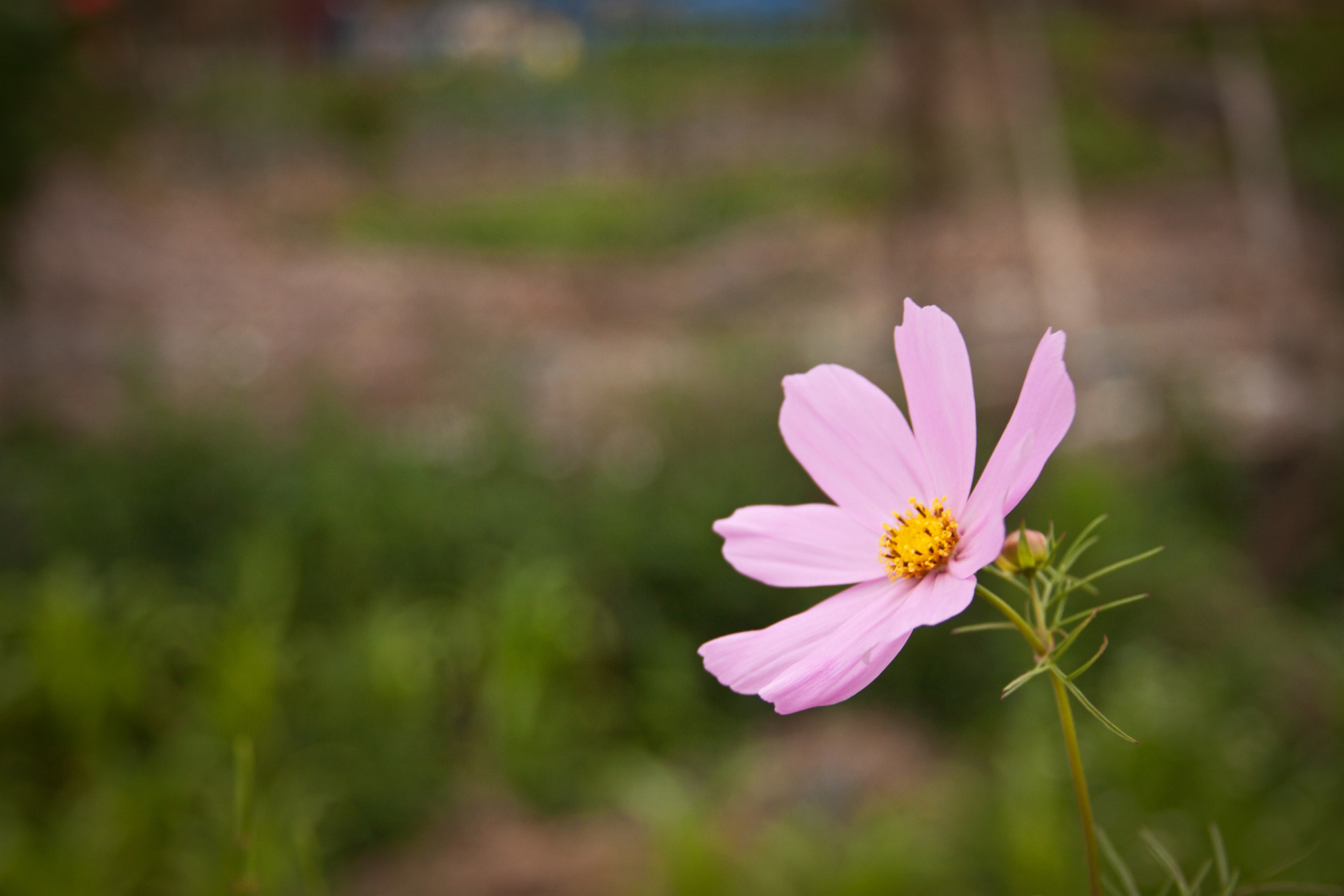 Canon EF 28-135mm F3.5-5.6 IS USM sample photo. Flower 4 photography