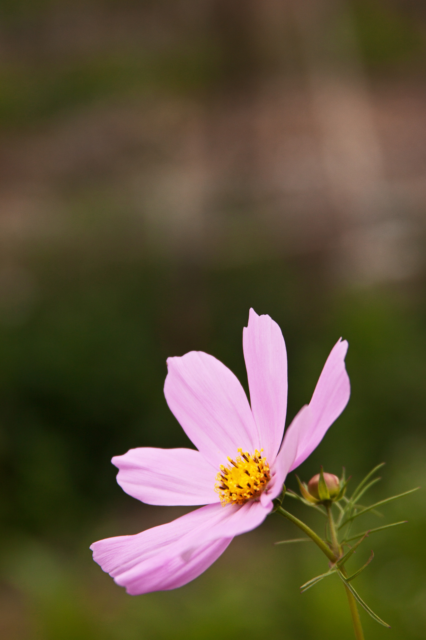 Canon EF 28-135mm F3.5-5.6 IS USM sample photo. Flower 5 photography