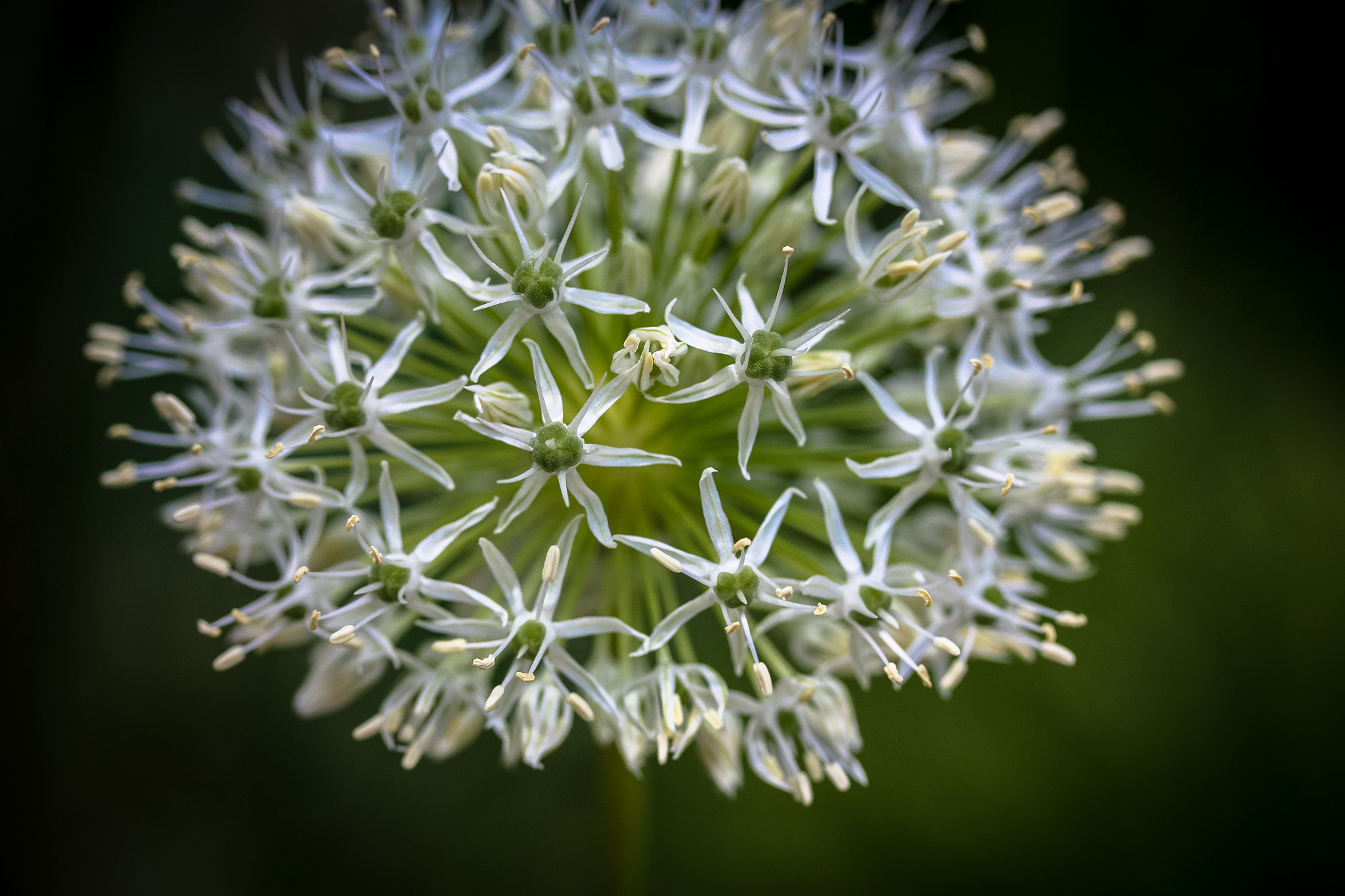 Canon EF-S 60mm F2.8 Macro USM sample photo. Star burst photography