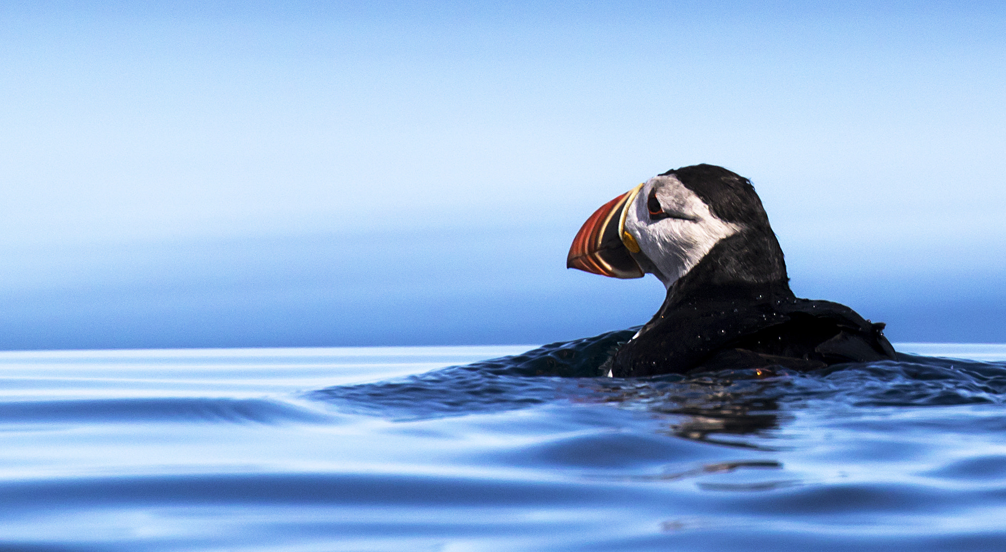 Canon EF 300mm F2.8L IS II USM sample photo. Alone on the sea photography