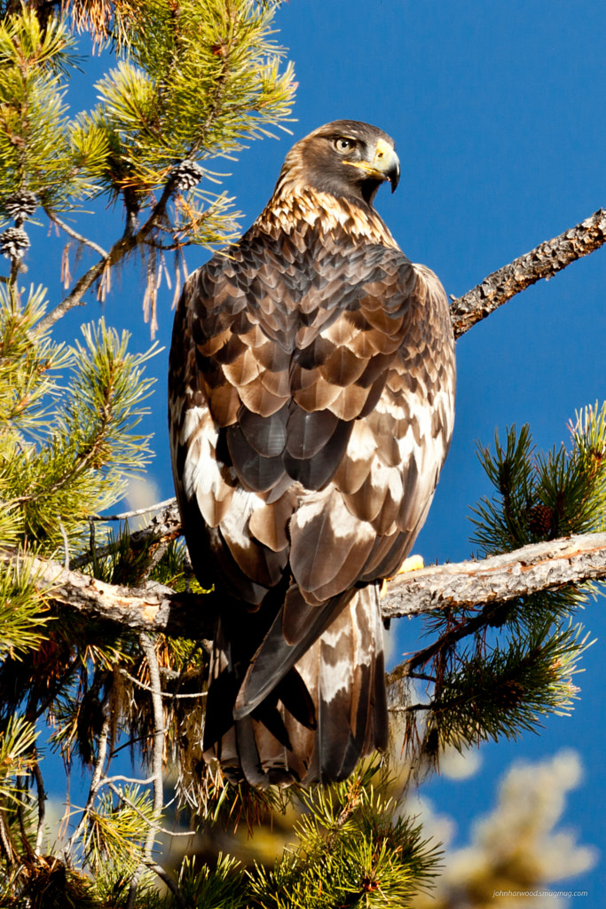Young Golden Eagle by John Harwood / 500px