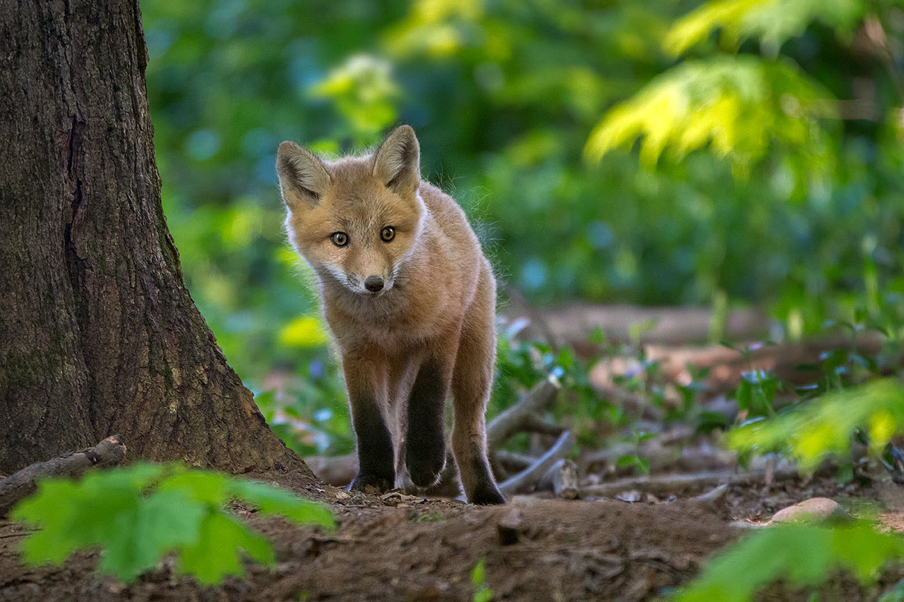 Nikon AF-S Nikkor 200-400mm F4G ED-IF VR sample photo. A quit walk in the woods photography