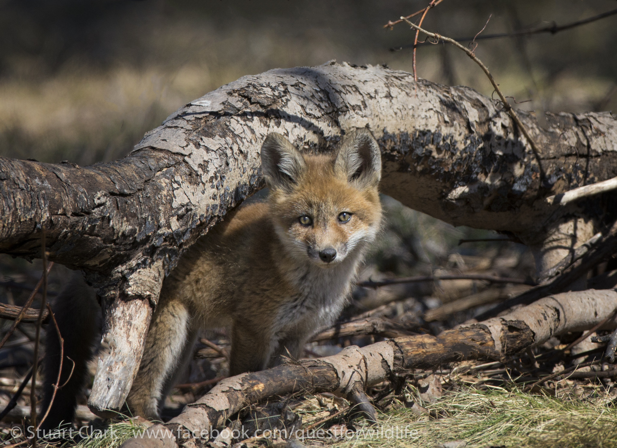 Canon EOS-1D X + Canon EF 600mm f/4L IS sample photo. A sheltered life photography