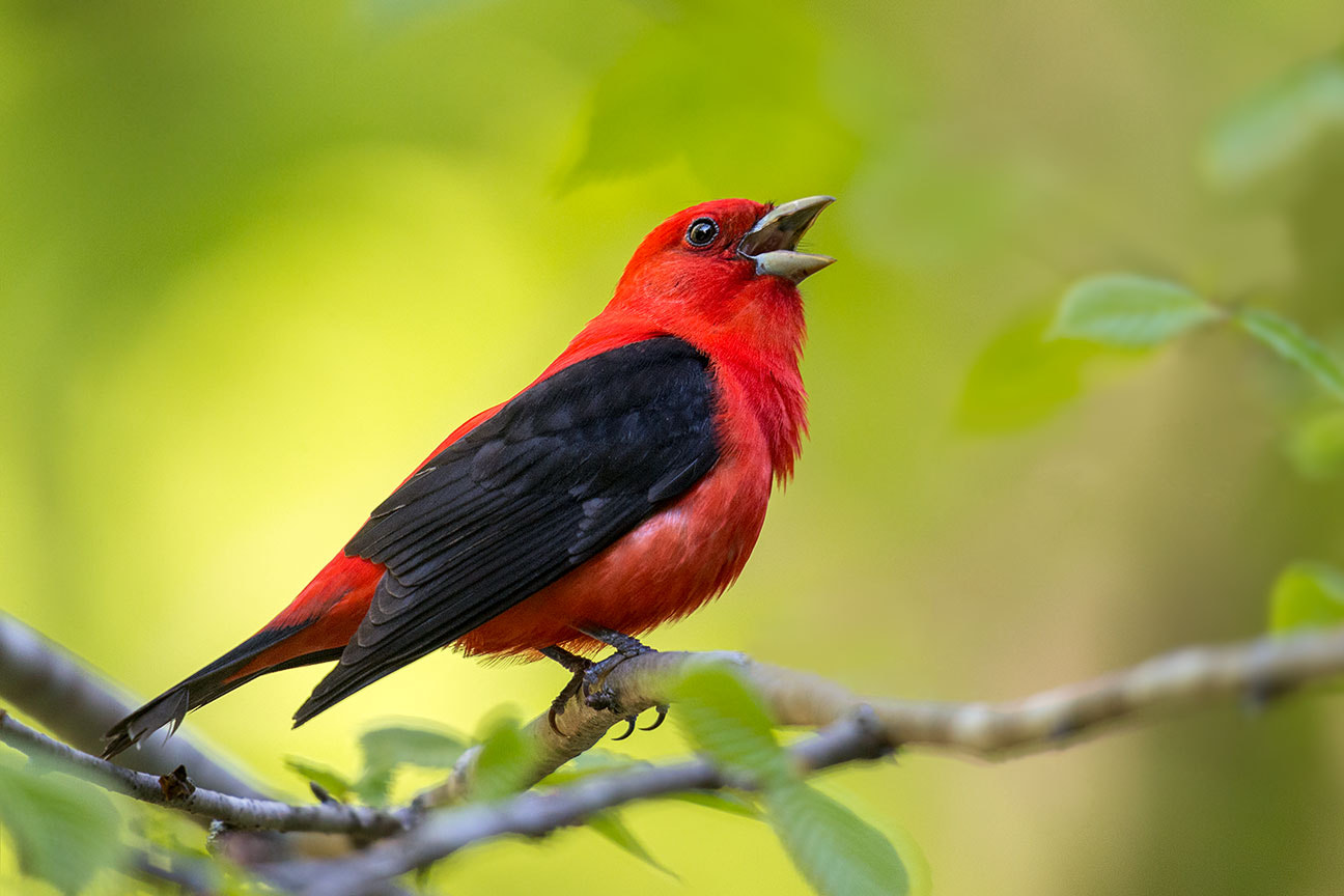 Nikon AF-S Nikkor 600mm F4G ED VR sample photo. Happiness is a sing scarlet tanager photography