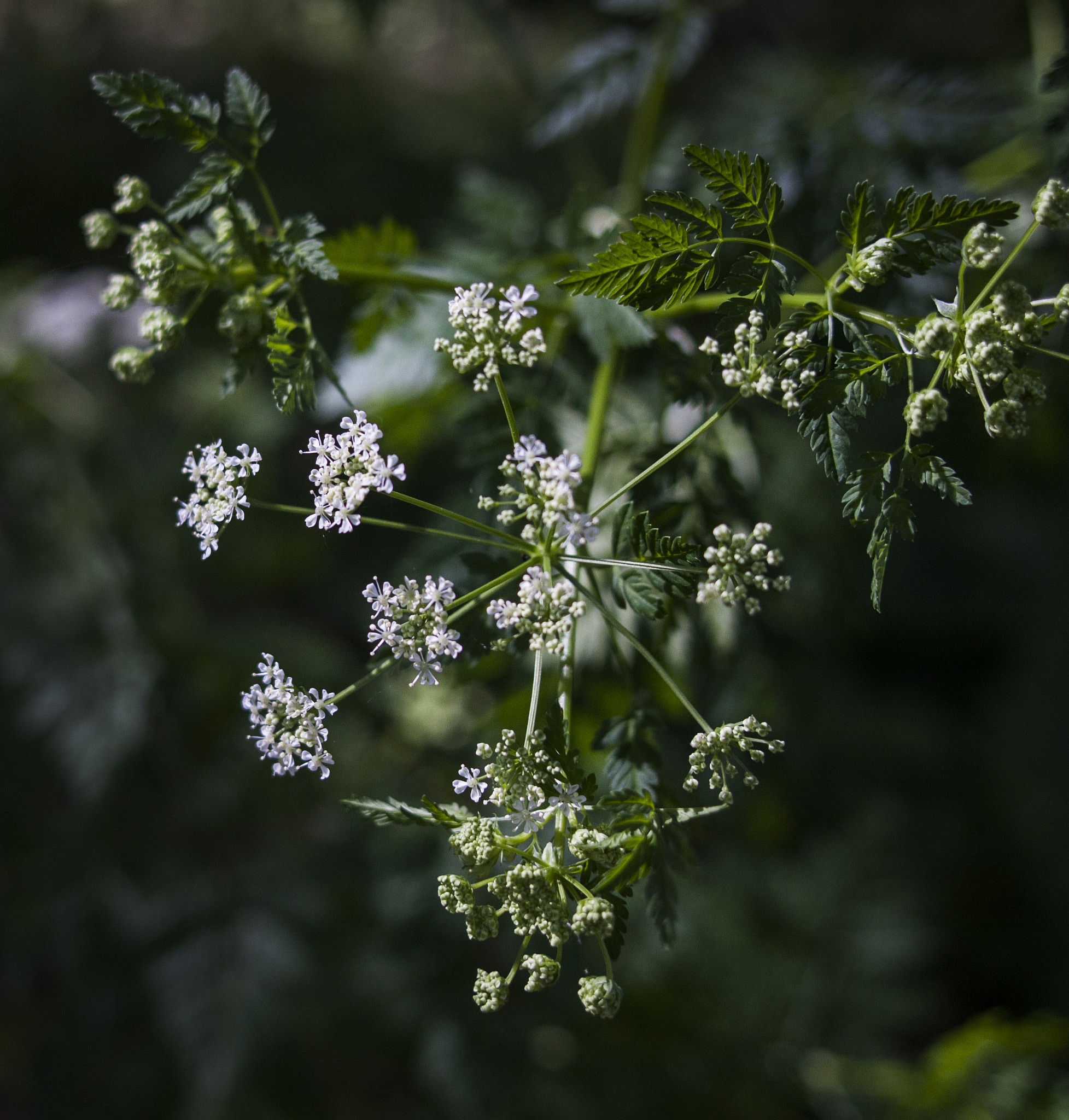 Canon EOS 40D + Canon EF 24mm F2.8 sample photo. In the center photography