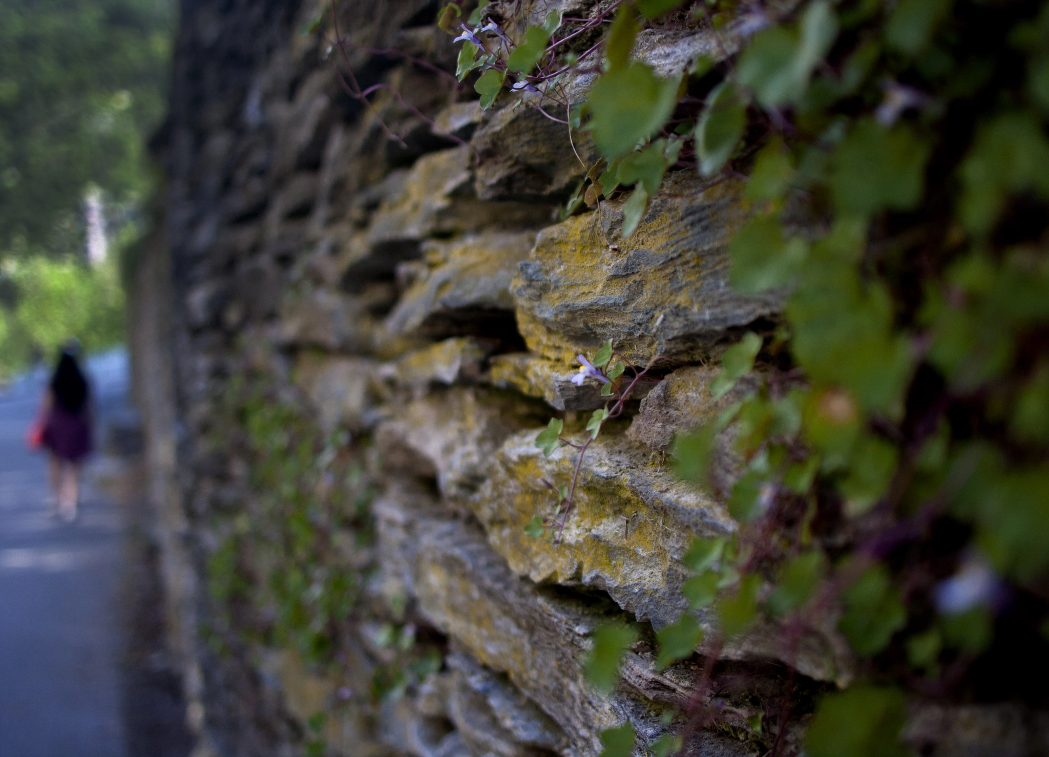 Canon EOS 40D + Canon EF 24mm F2.8 sample photo. The flowery view photography