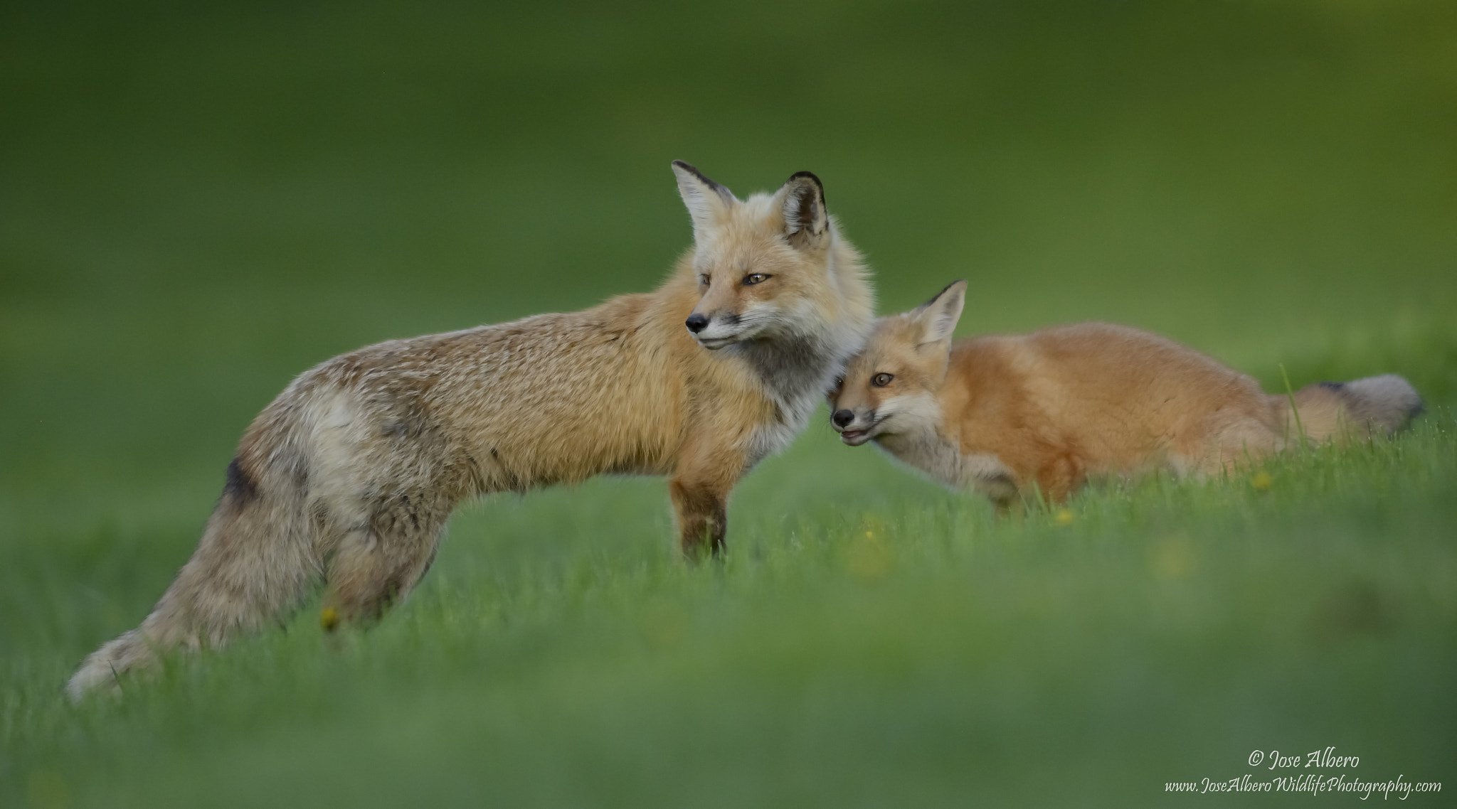 Nikon AF-S Nikkor 500mm F4D ED-IF II sample photo. Fox and cub photography