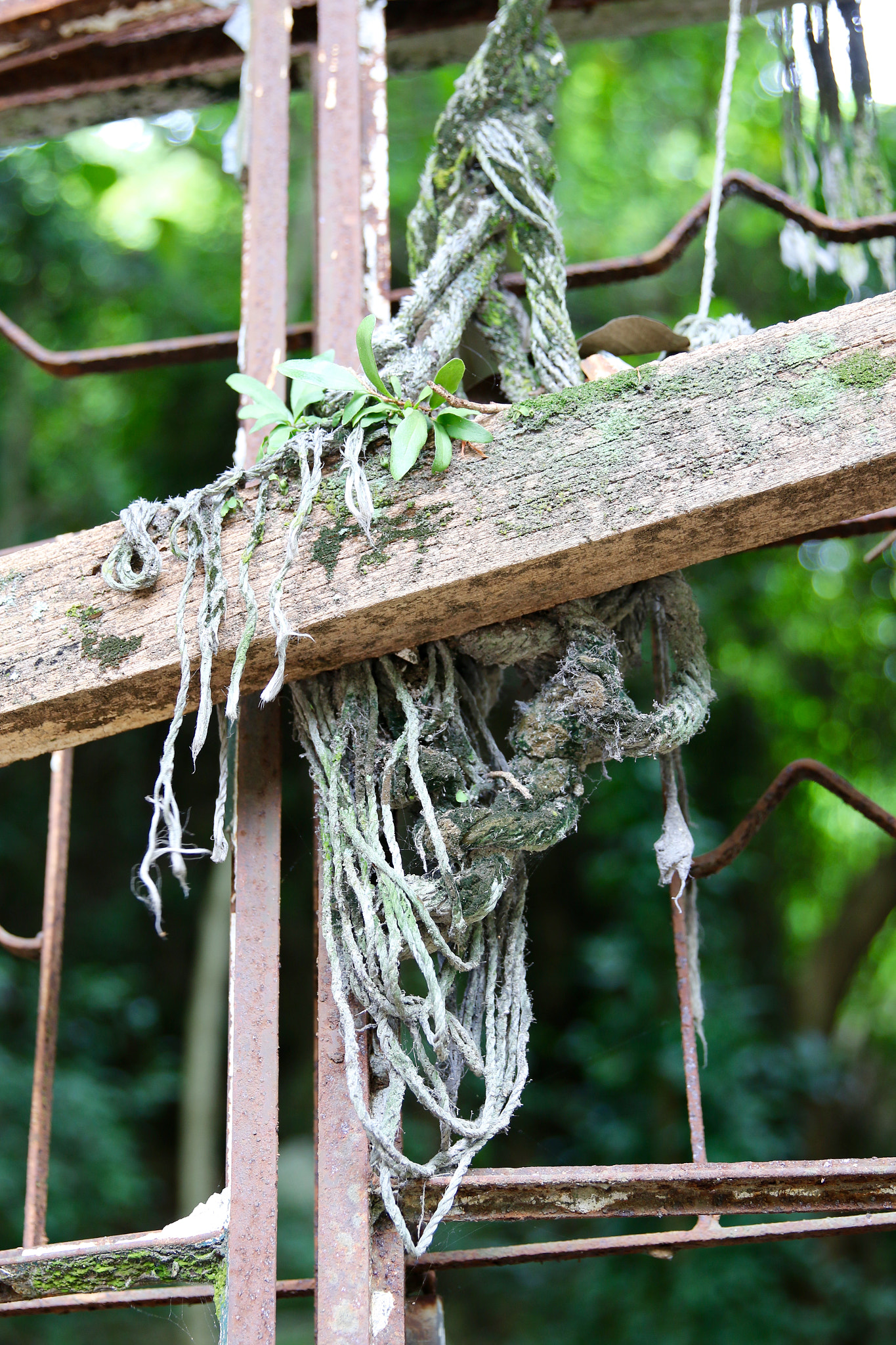 Canon EF 24-70mm F2.8L II USM sample photo. All tied up photography