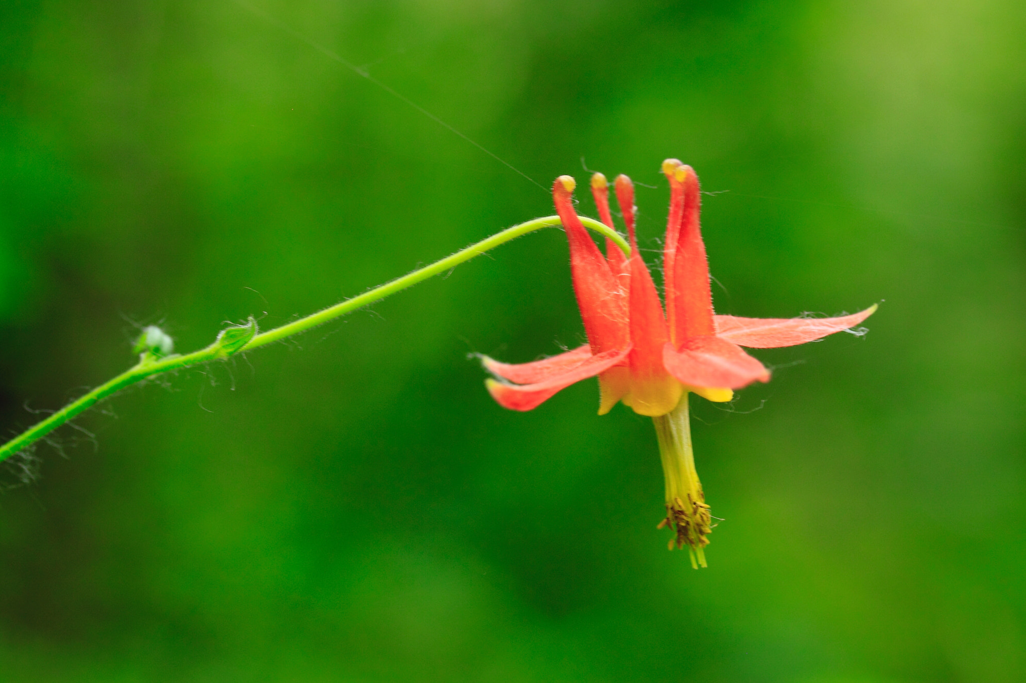 Canon EF-S 60mm F2.8 Macro USM sample photo. Wild columbine_1 photography