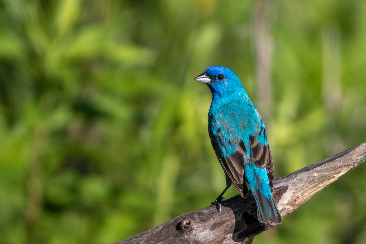 Canon EF 200-400mm F4L IS USM Extender 1.4x sample photo. Indigo bunting photography