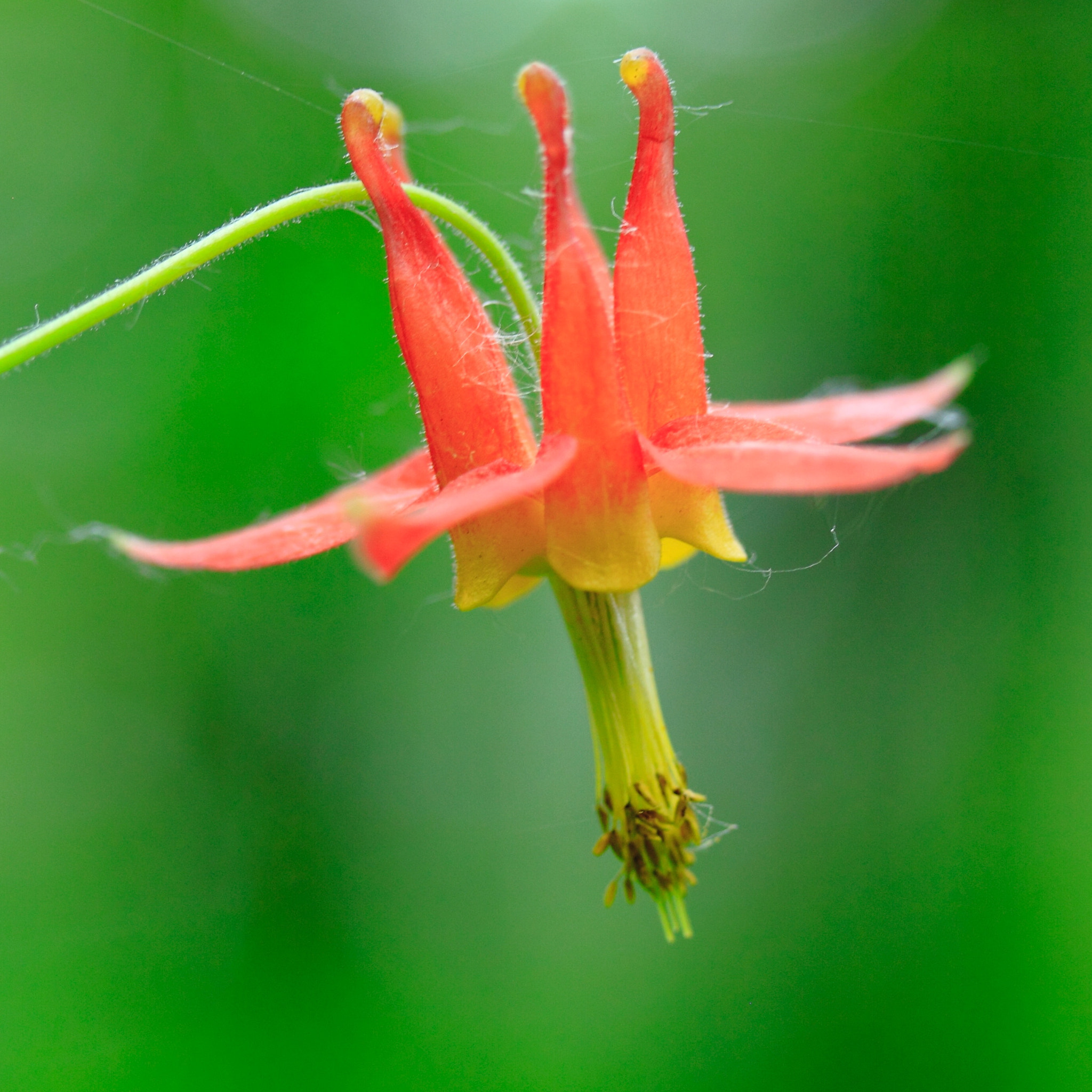 Canon EF-S 60mm F2.8 Macro USM sample photo. Wild columbine_2 photography
