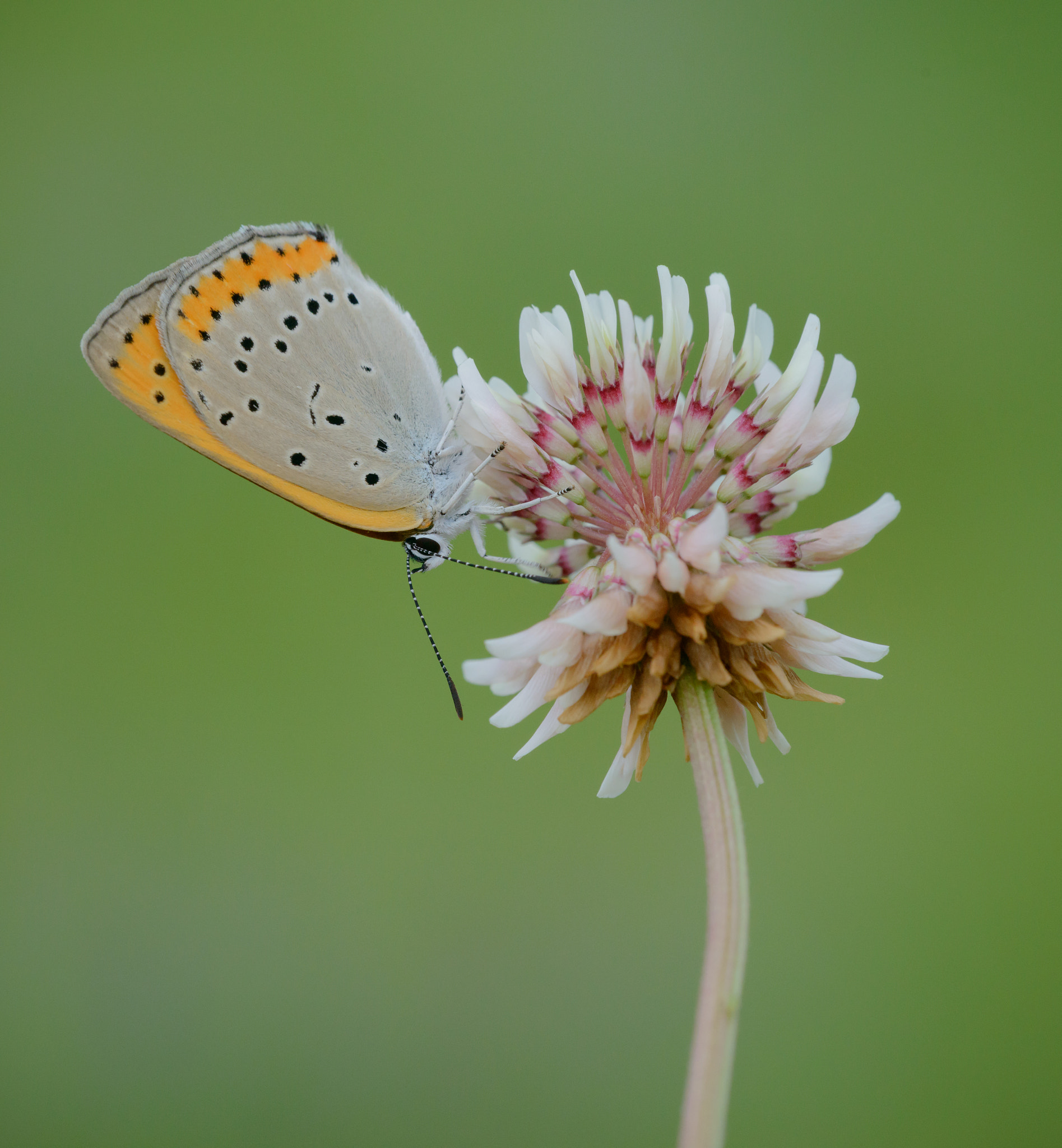 Sigma 150mm F2.8 EX DG Macro HSM sample photo. Large copper butterfly photography