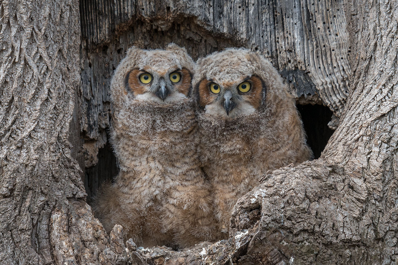 Nikon D800E + Nikon AF-S Nikkor 600mm F4G ED VR sample photo. Four eyes photography