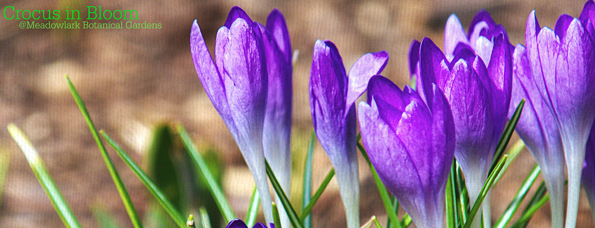 smc PENTAX-F 35-105mm F4-5.6 sample photo. Crocus in bloom photography