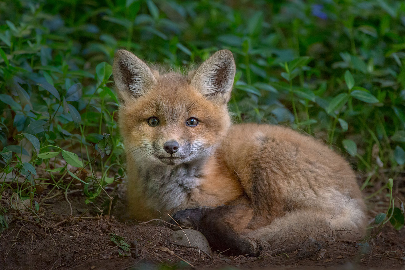 Nikon AF-S Nikkor 200-400mm F4G ED-IF VR sample photo. Sitting softly photography