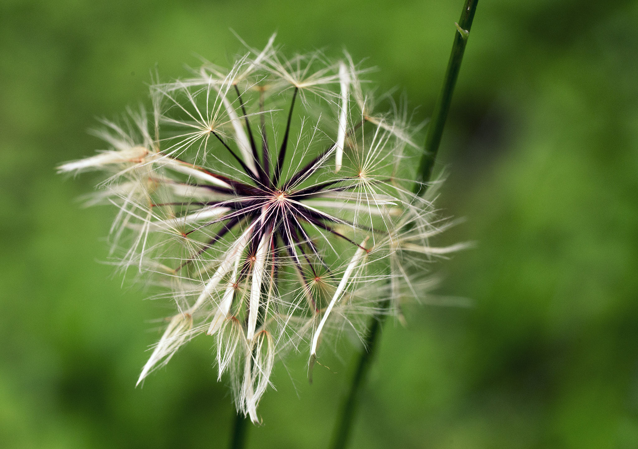 Sony a99 II + Tamron SP AF 90mm F2.8 Di Macro sample photo. North star photography