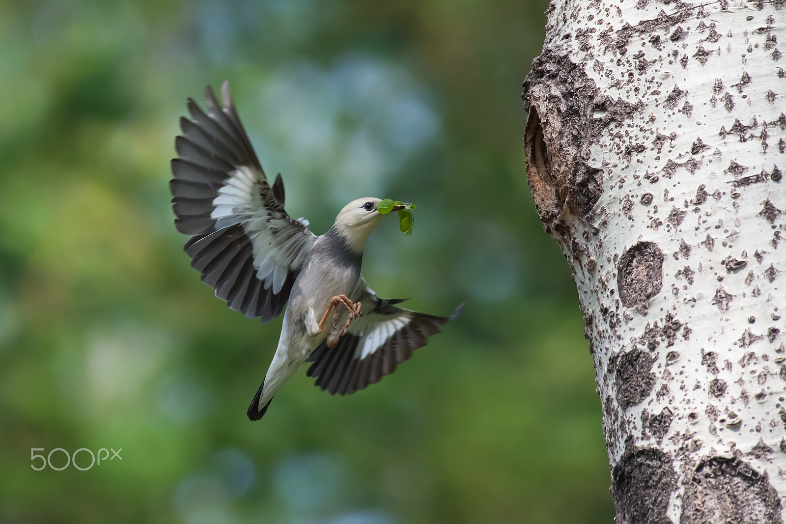 Canon EF 600mm f/4L IS sample photo. Red billed starling photography
